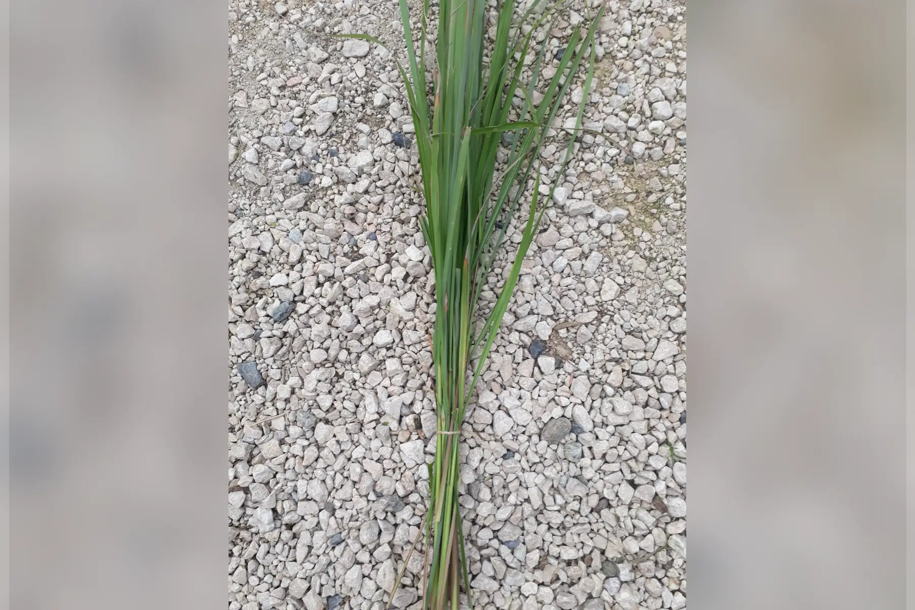 citronnelle fraiche 100grs