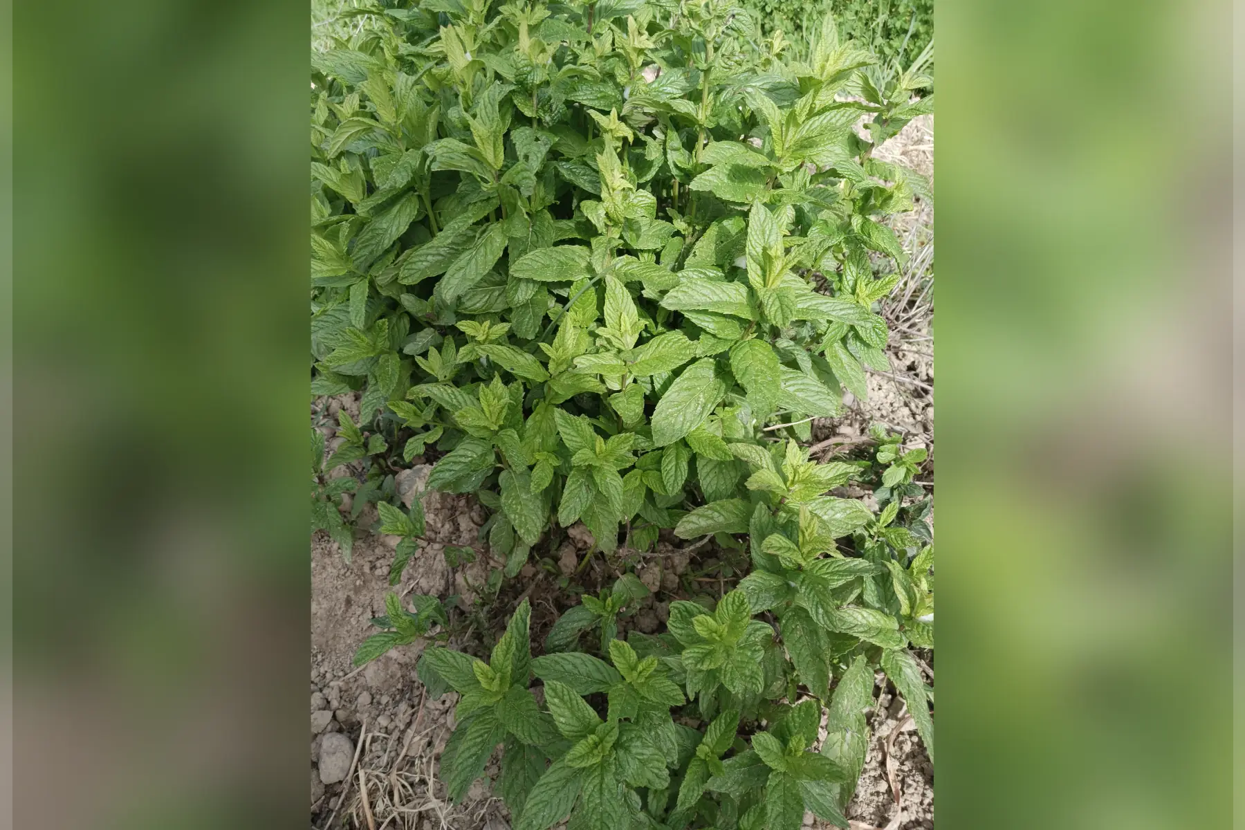 botte de menthe verte (80 grs environ)