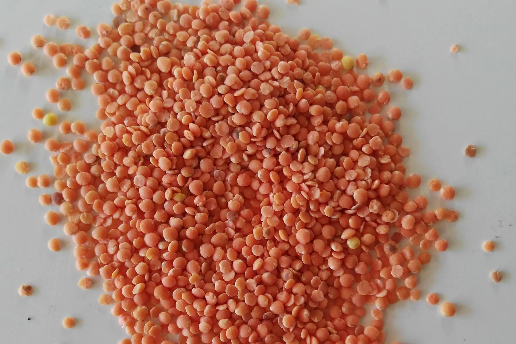 lentille corail décortiquée