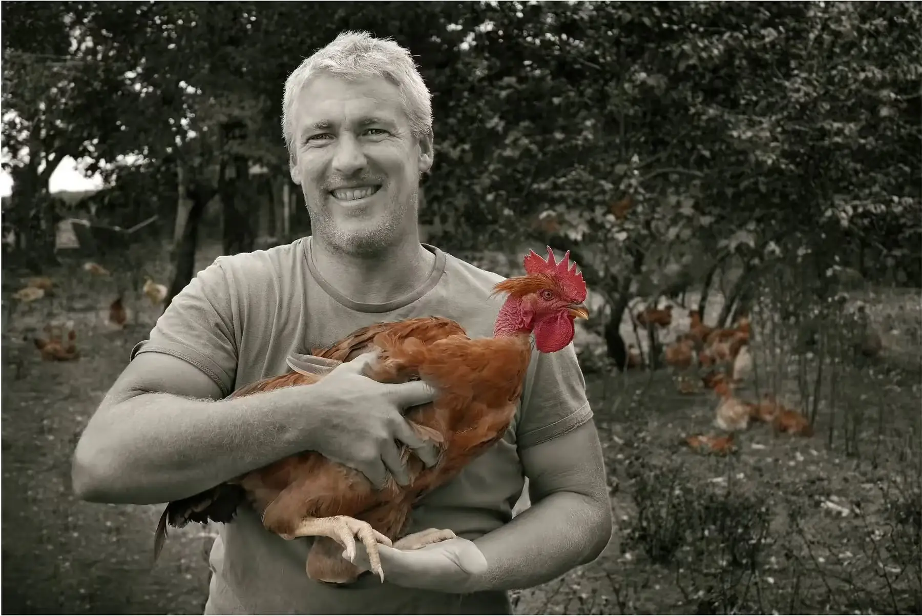 poulet entier petit 1.7 kg 1.9 kg