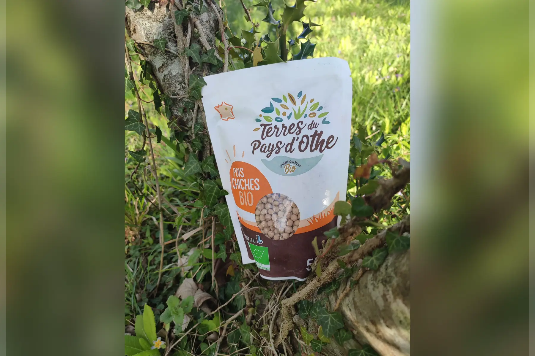 pois chiche biologique