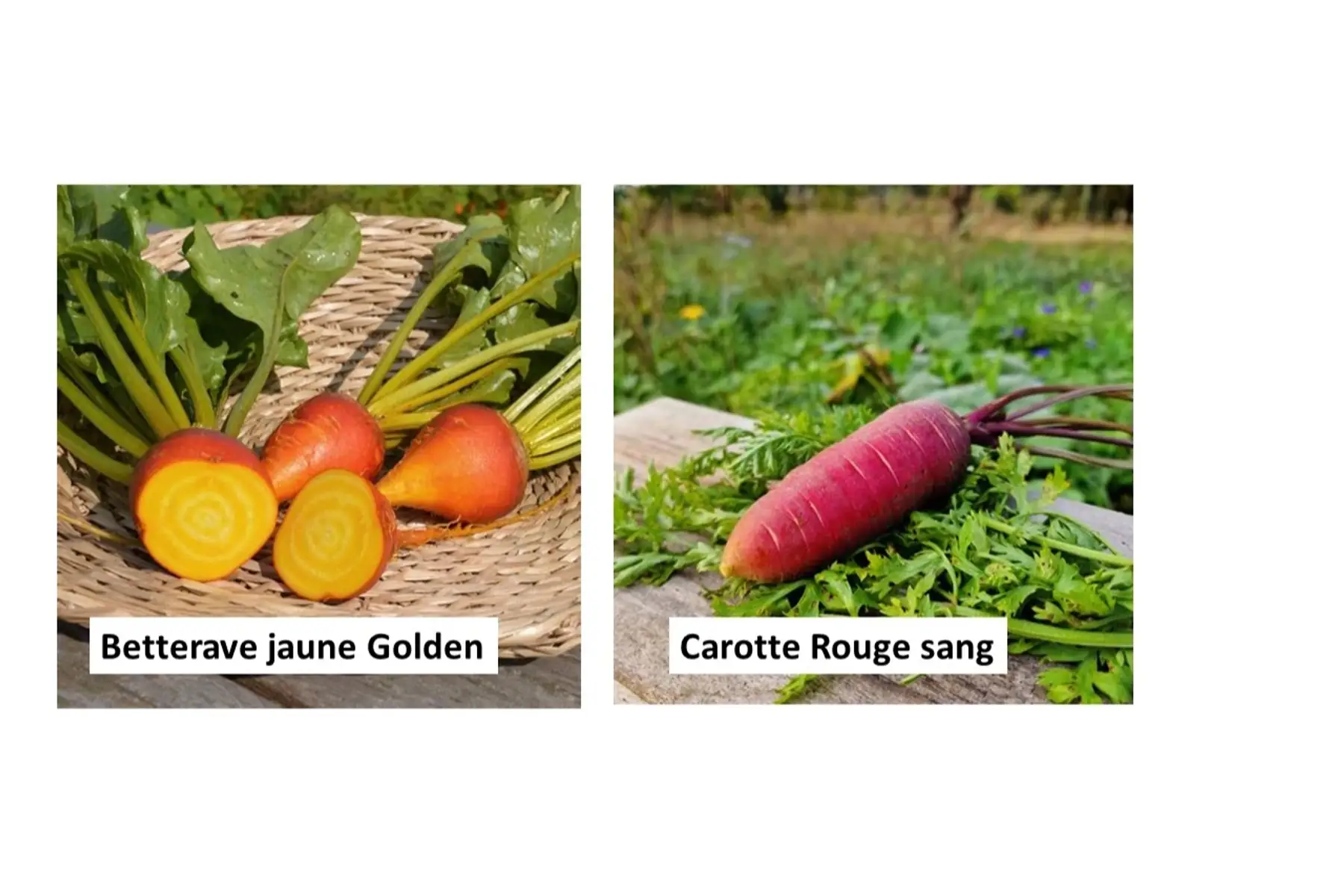 Semences de légumes racines population