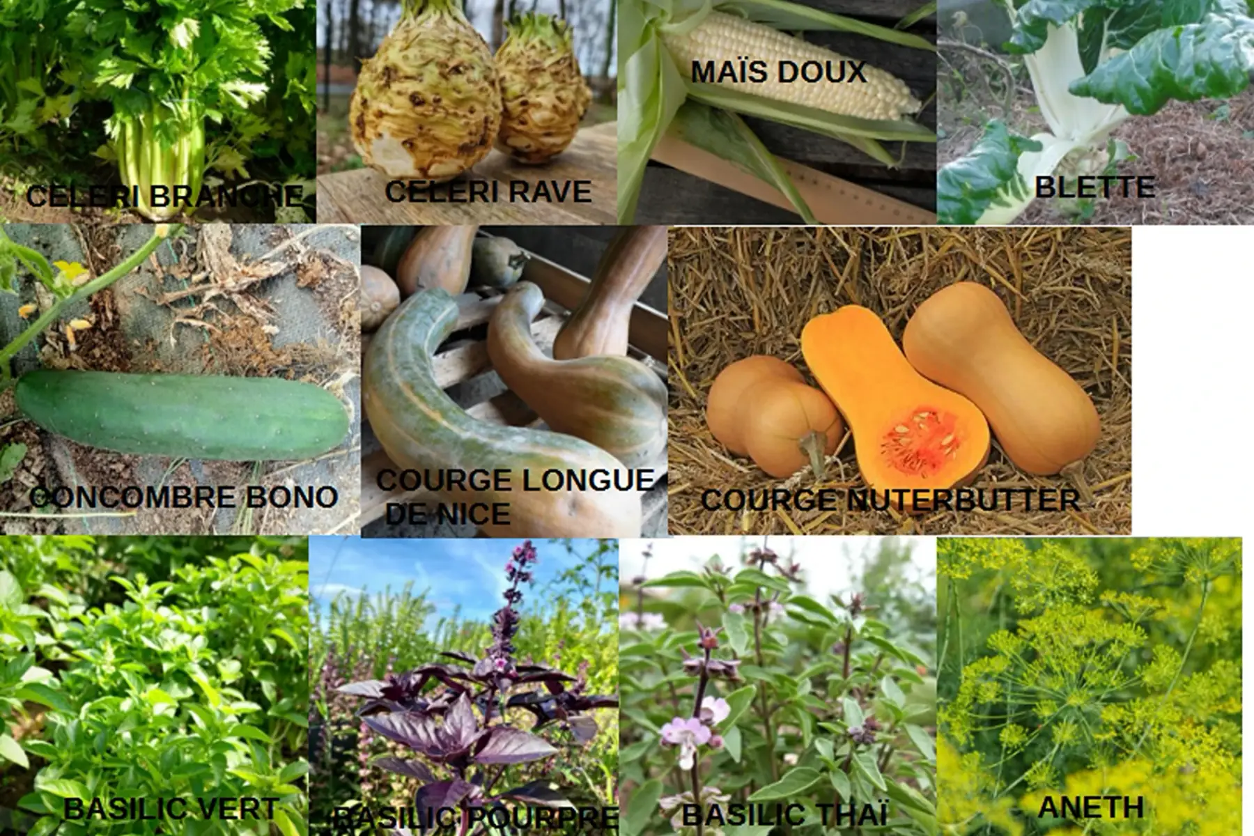 Plants de céléri, maïs, blette, concombre, courges, basilics, aneth, coriandre