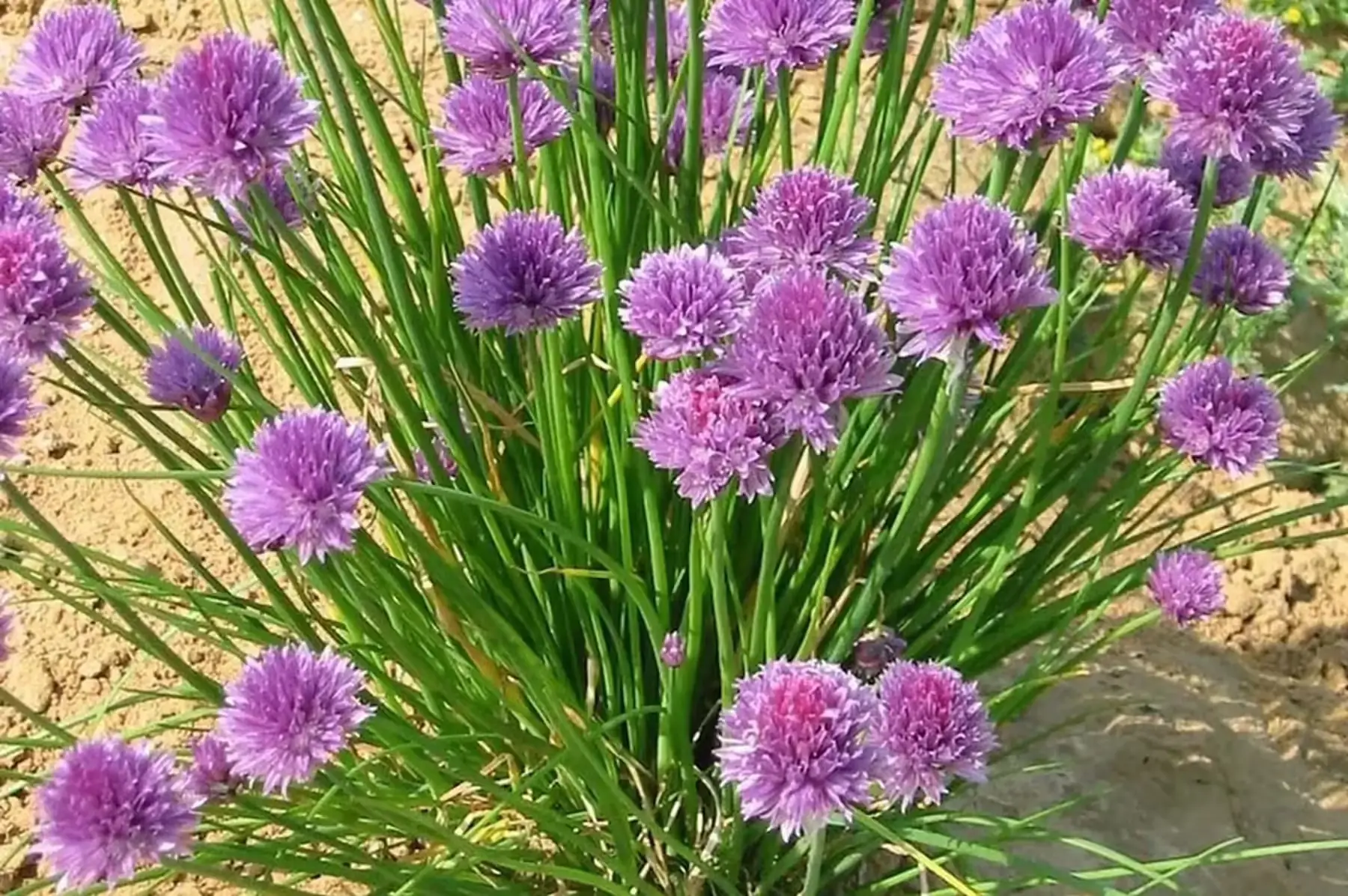 Les Jardins de Ferraté