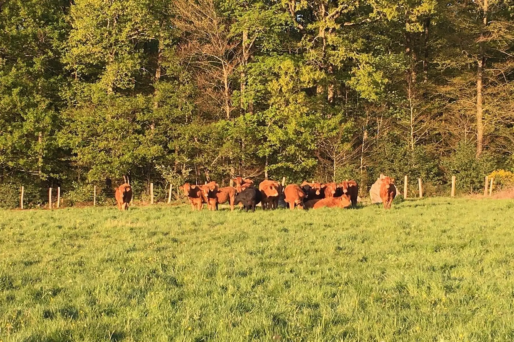 boeuf, colis antipopote été