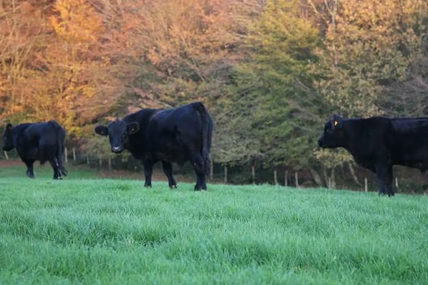 black angus, barquette de viande hachée