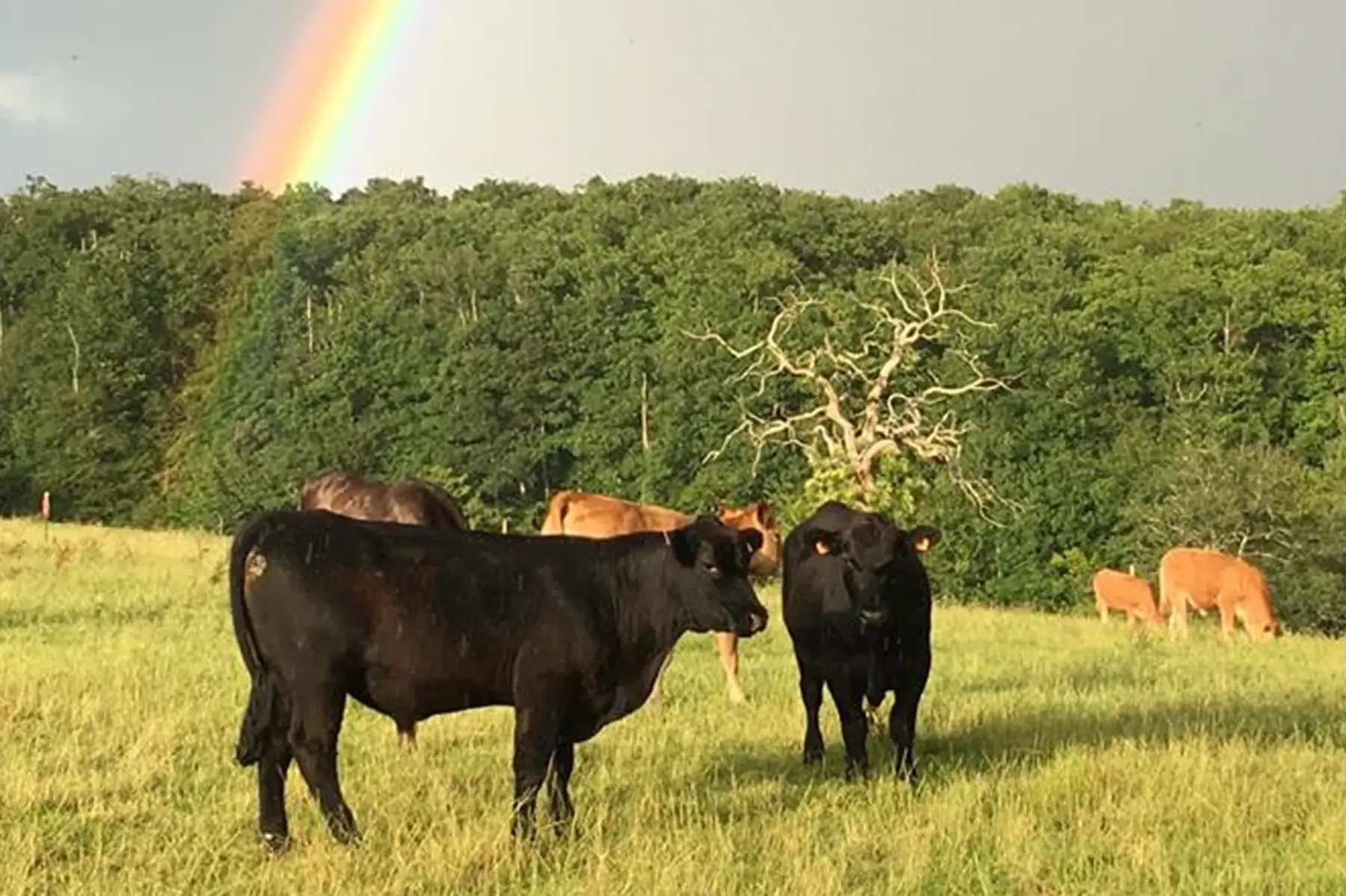 black angus, lot de 2 steaks hachés