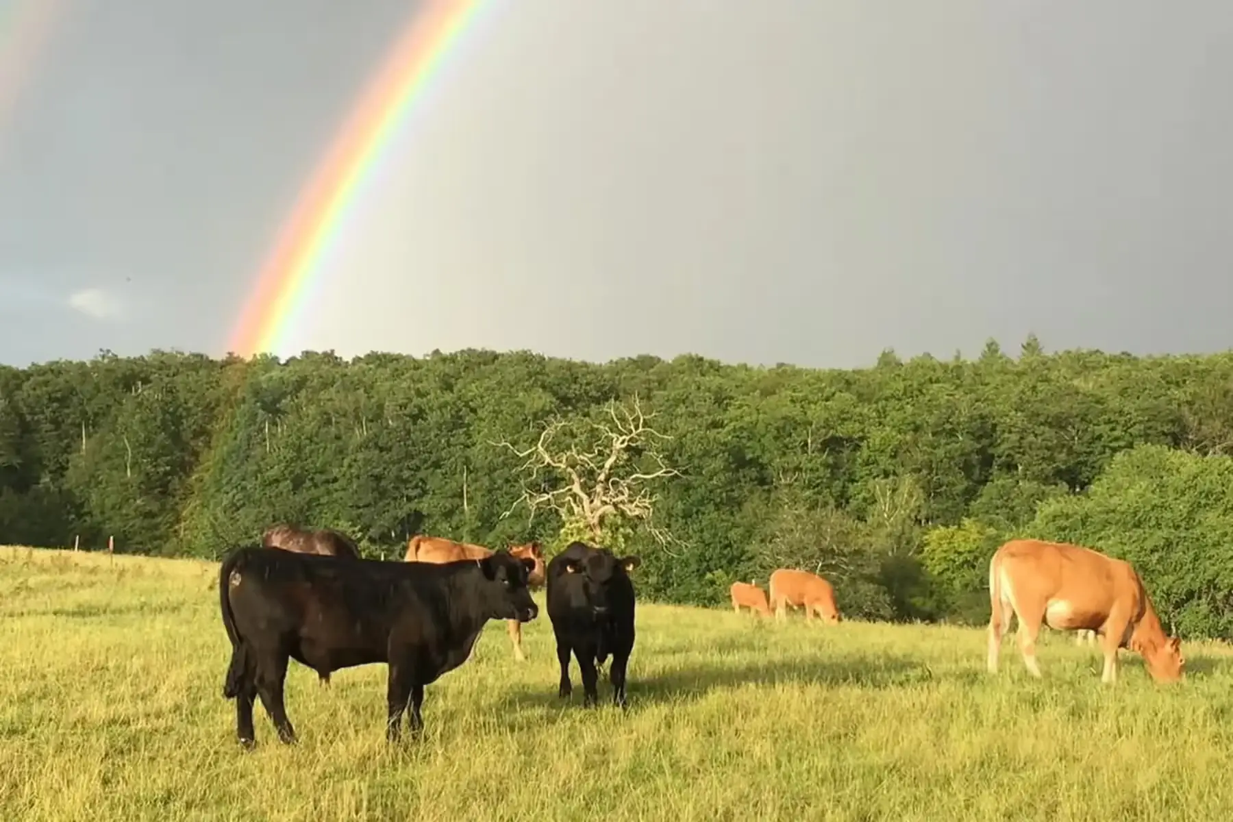 boeuf, lot de 5 merguez