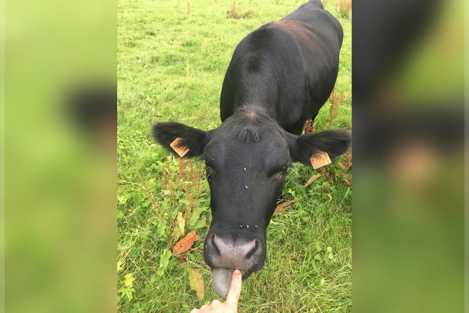 black angus, colis antipopote été