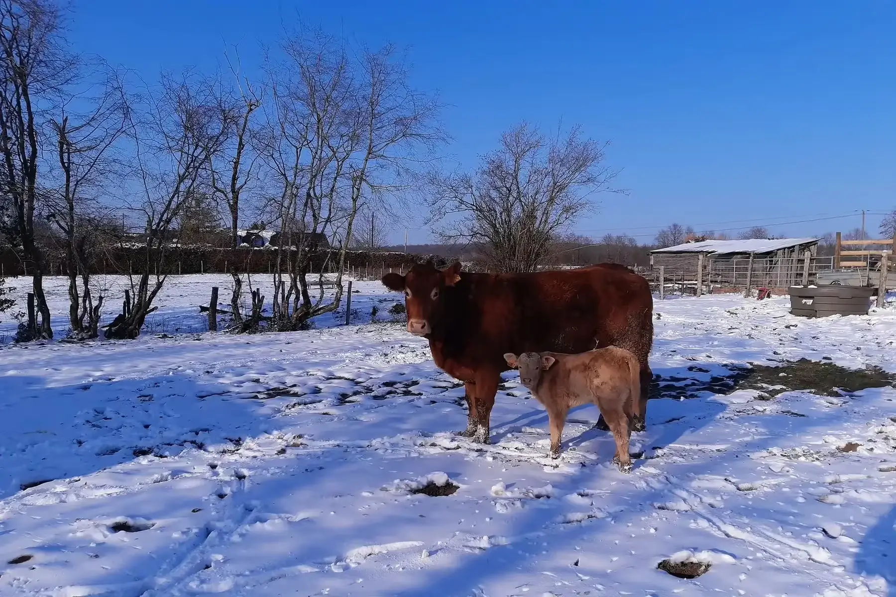 boeuf limousin, barquette de farce à légumes