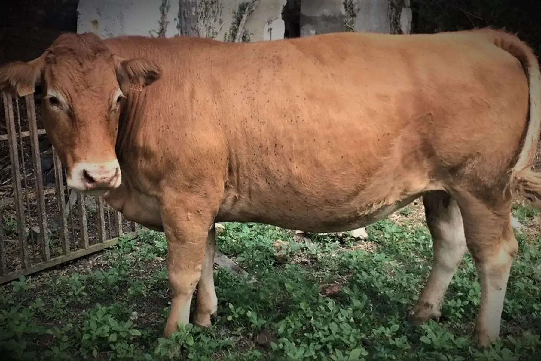 boeuf limousin, lots de 3 grosses saucisses