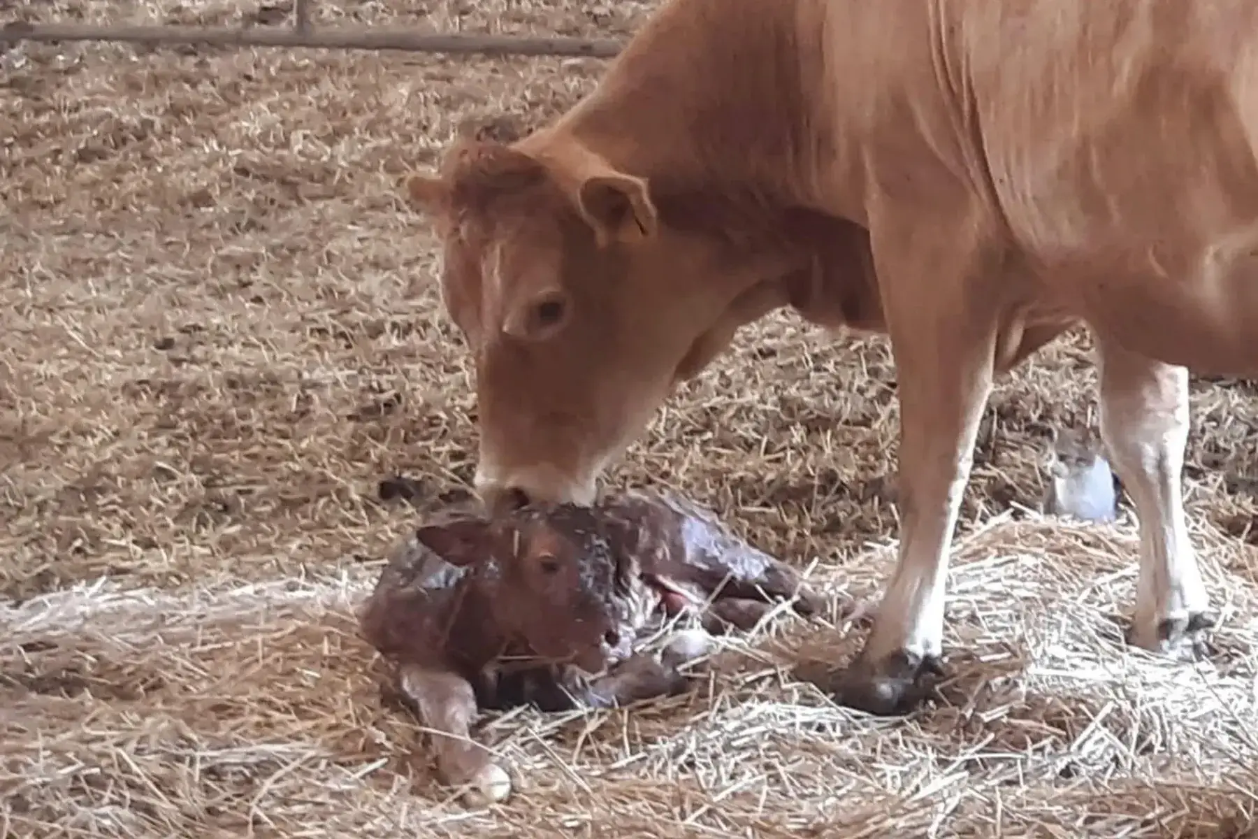 boeuf limousin, colis des familles