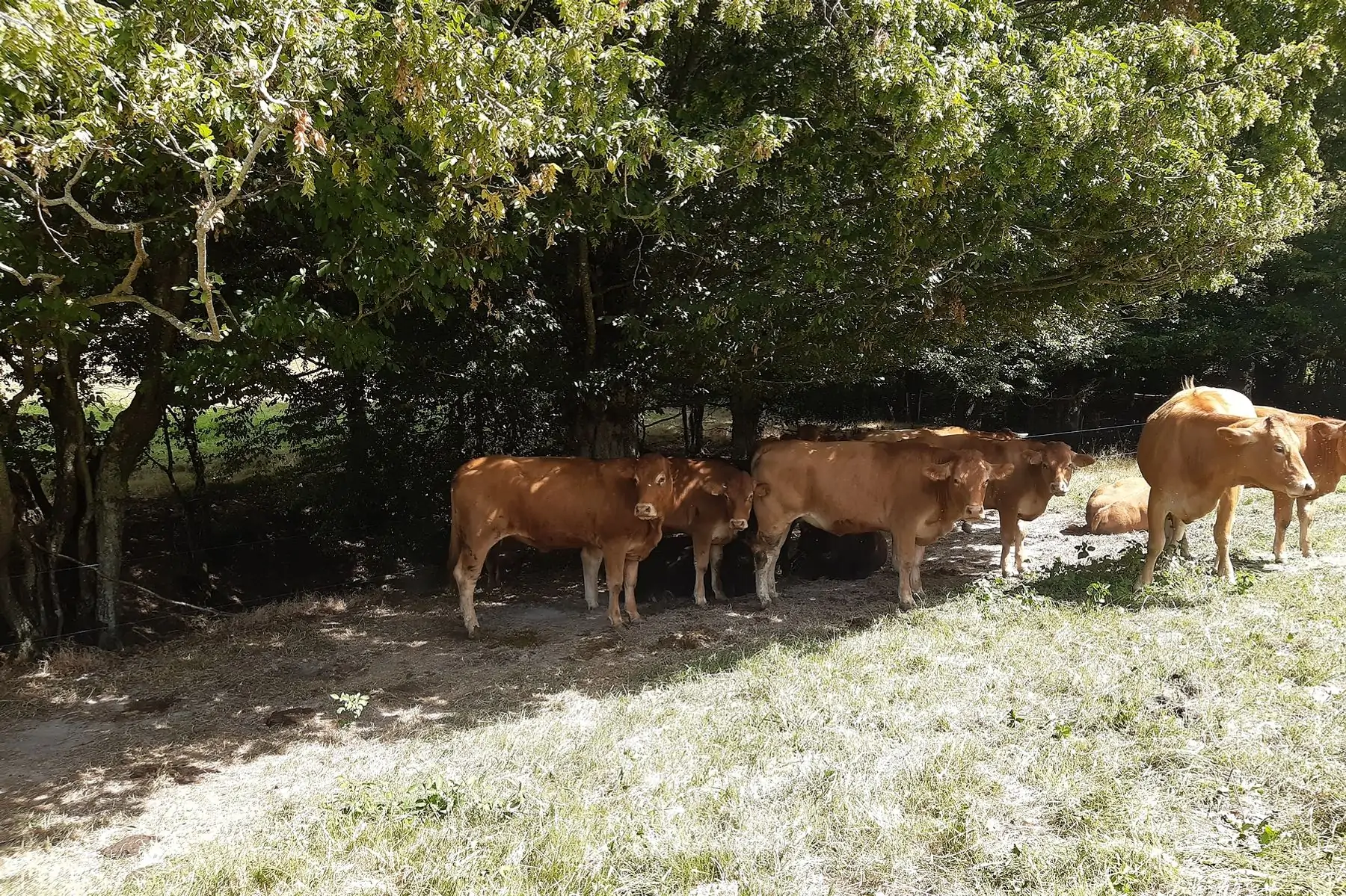 boeuf limousin, lot de 2 steaks hachés