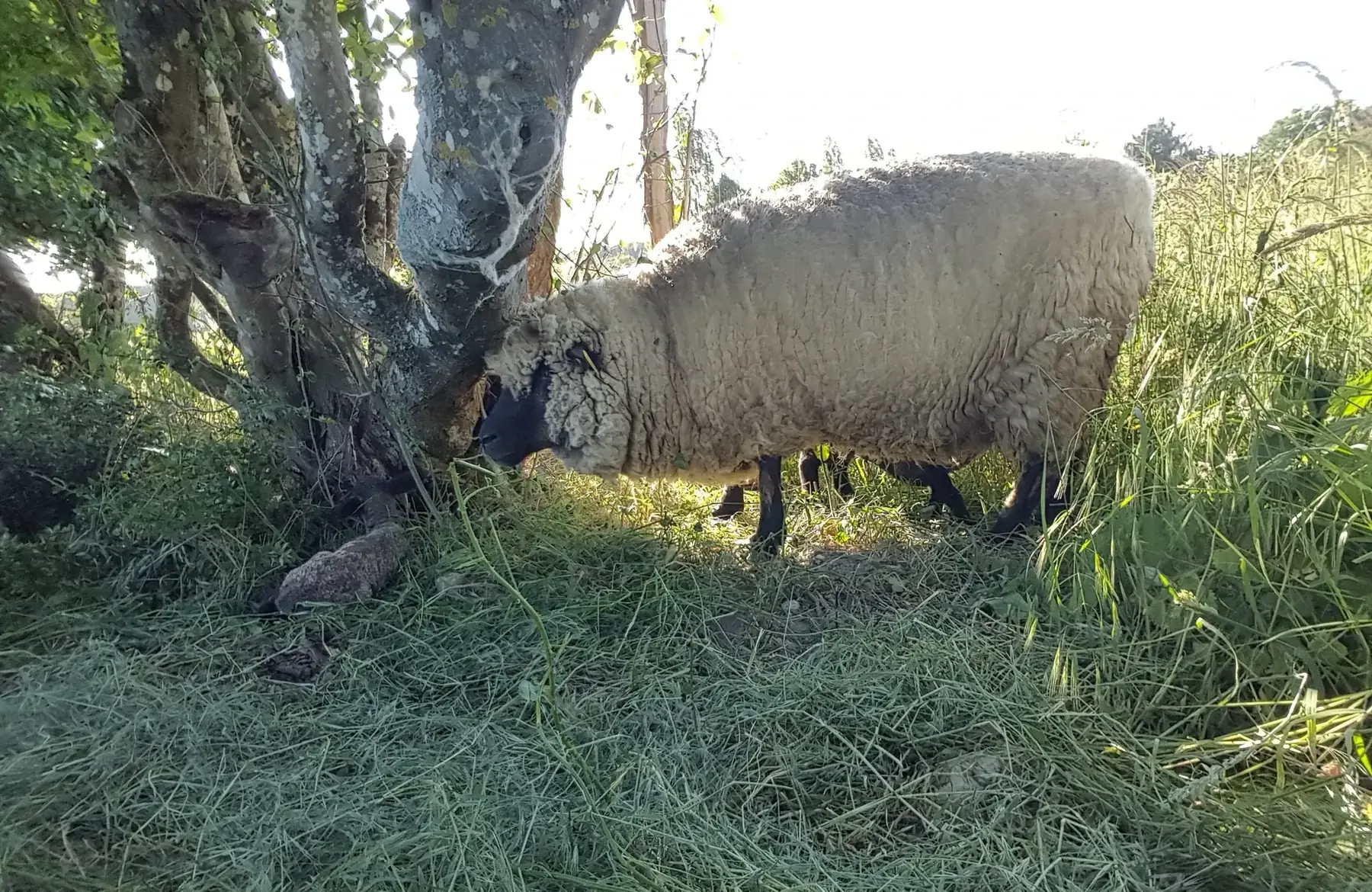 mouton, carré de côtes