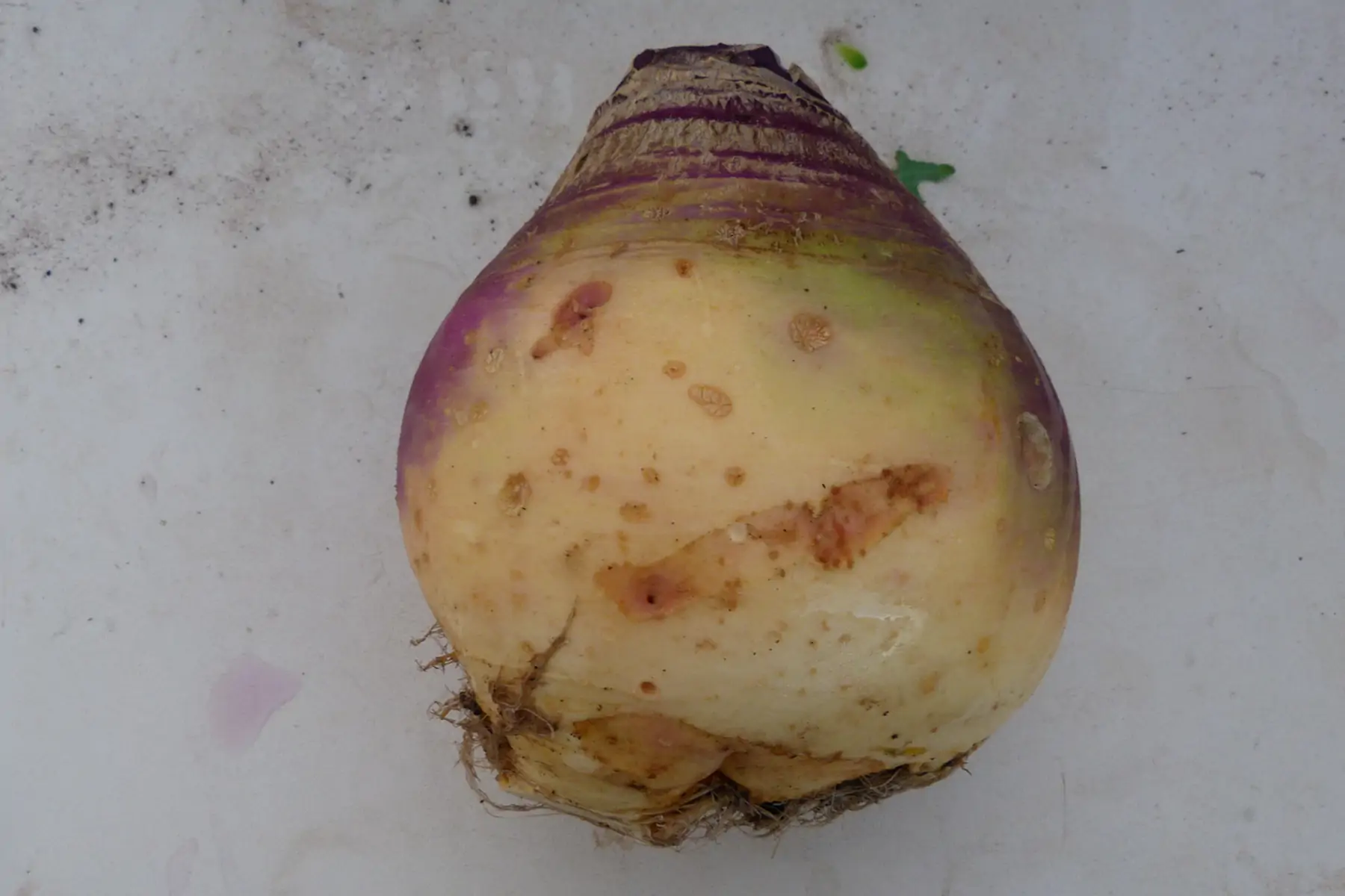 rutabaga ( chou)