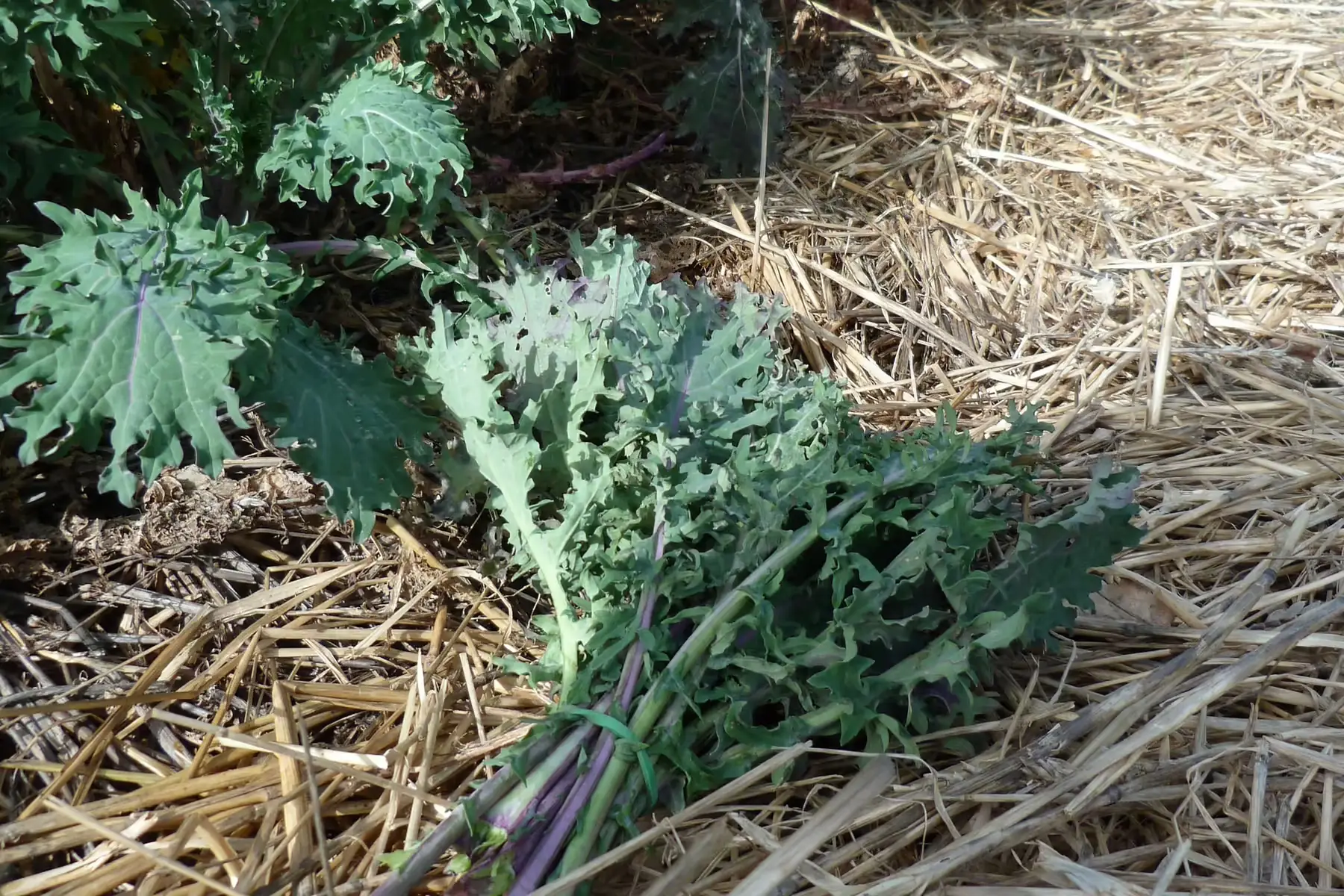 bouquet choux kales rouge de russie