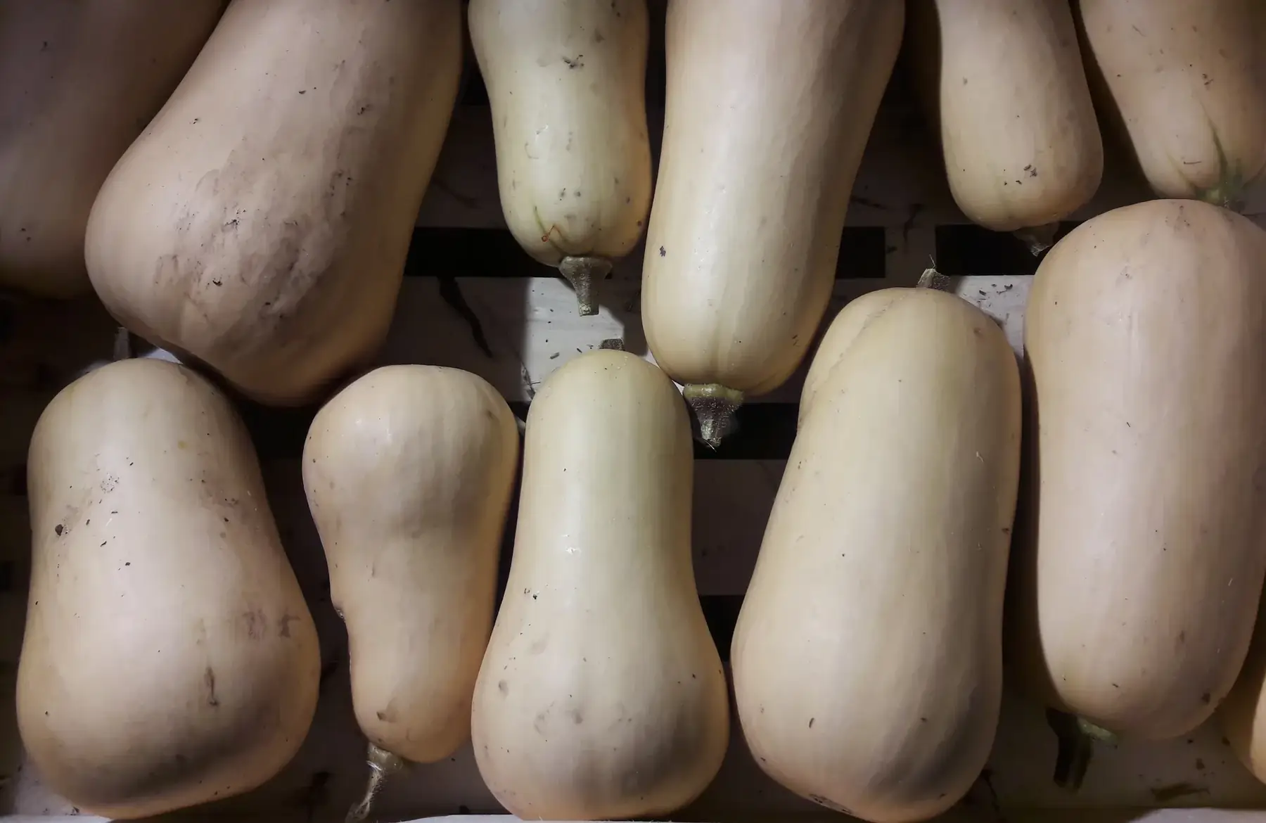 butternut