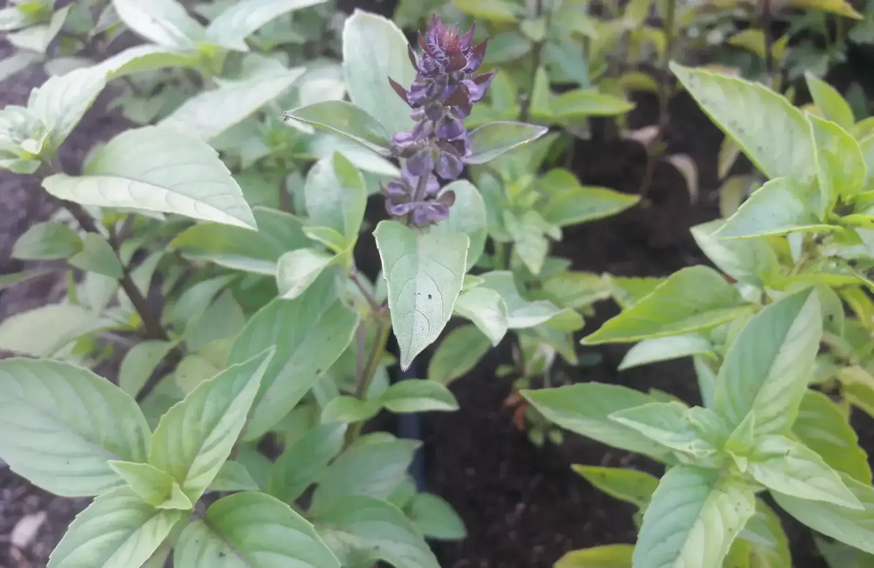 basilic réglisse