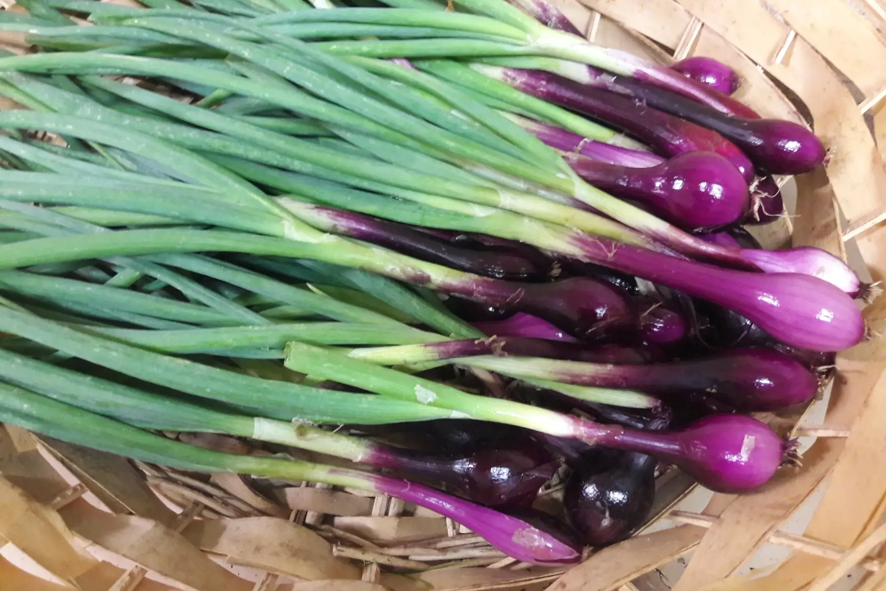 oignons rouge frais