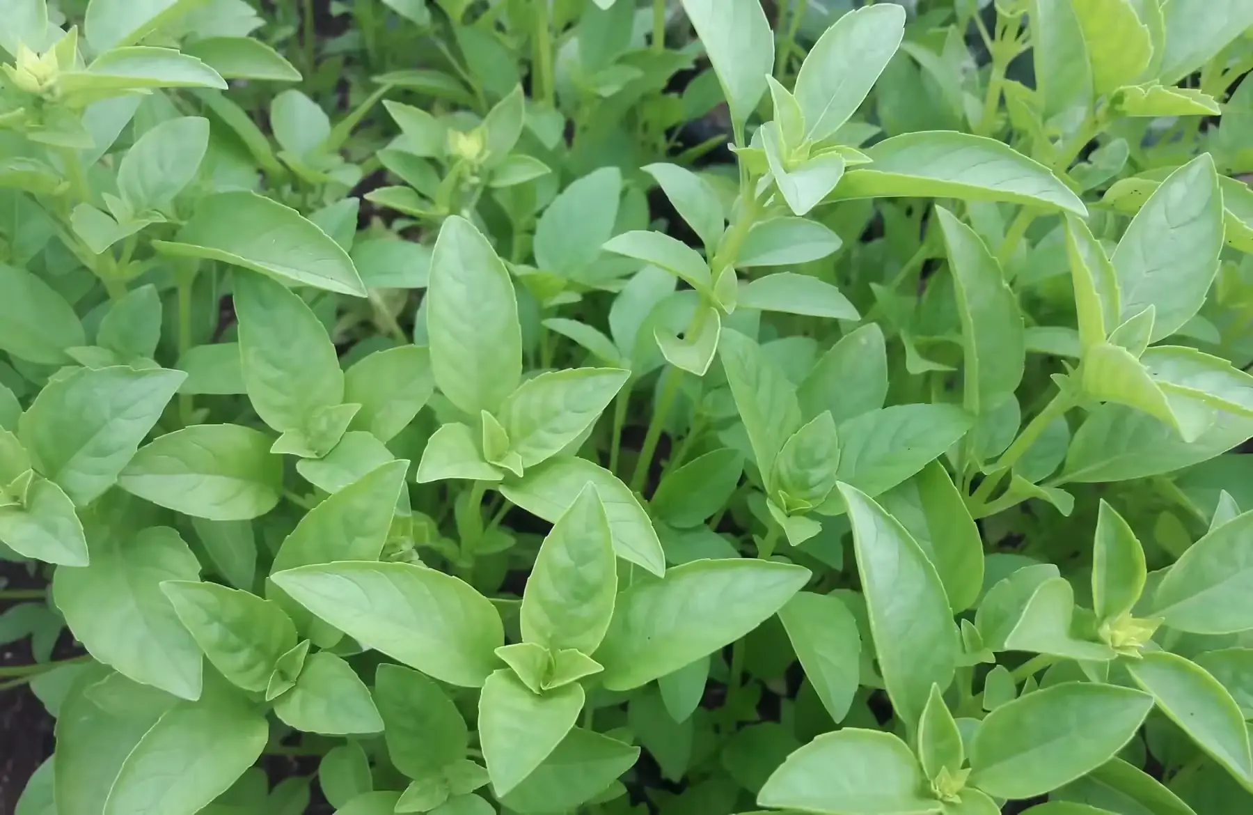 basilic marseillais