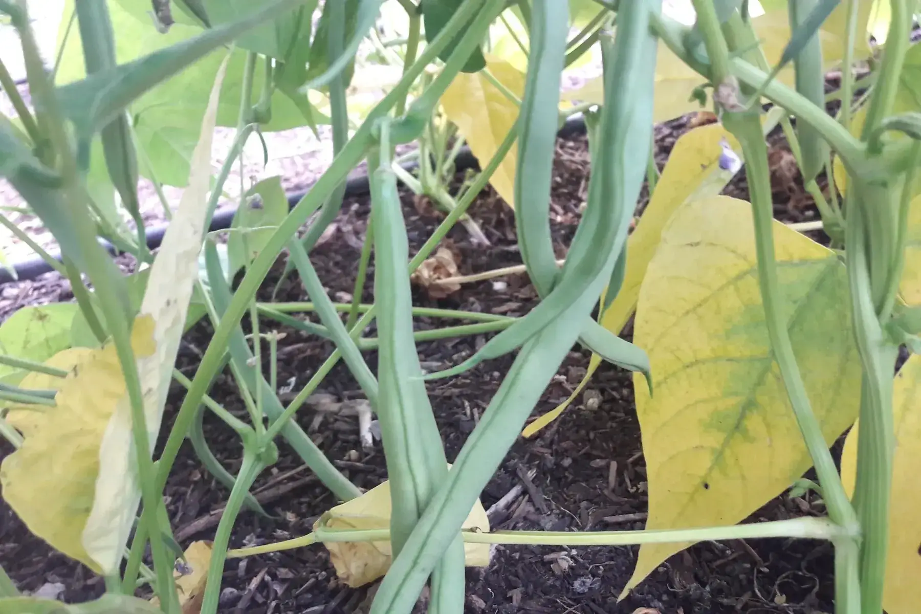 haricots verts rame