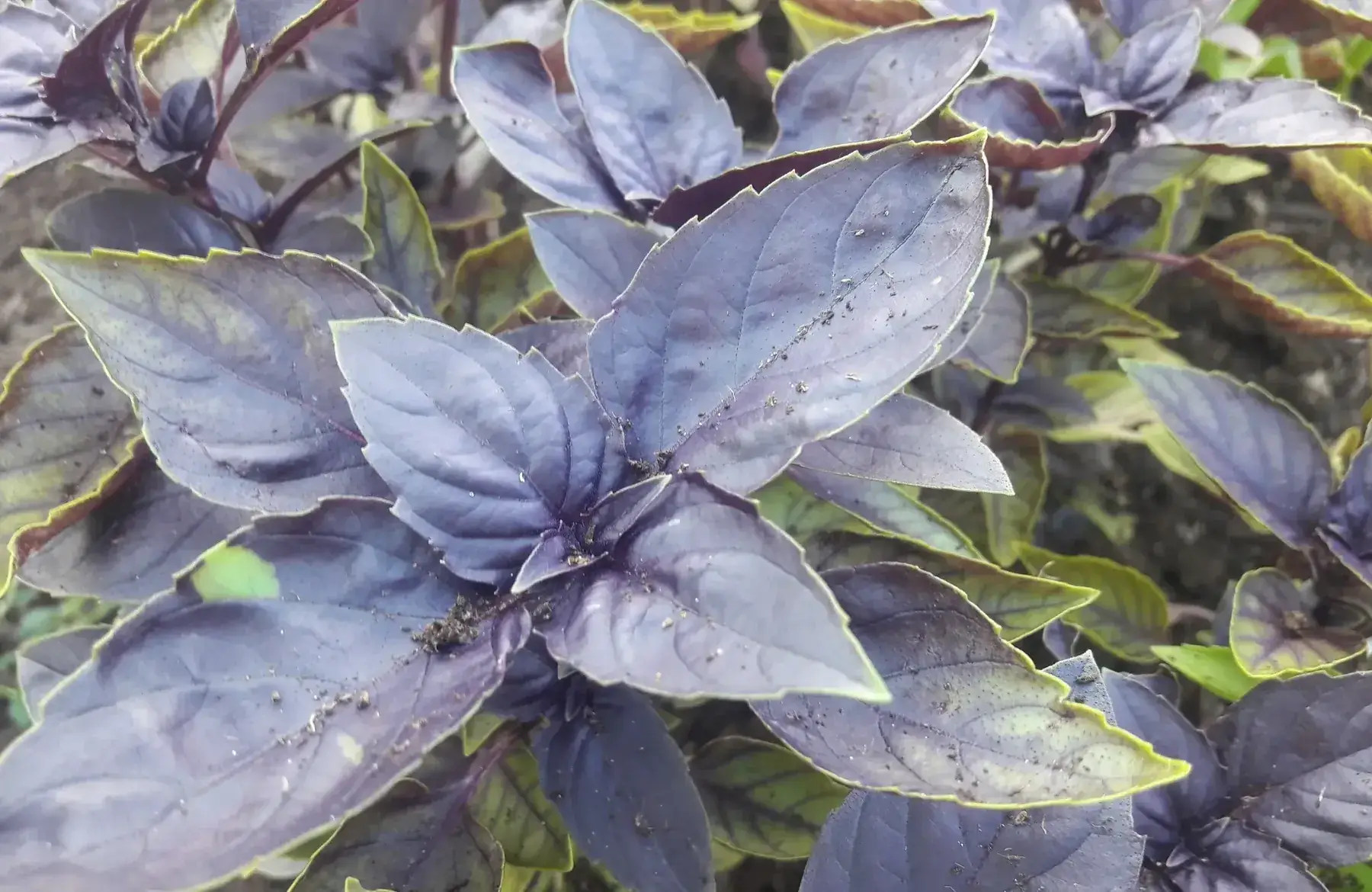 basilic pourpre