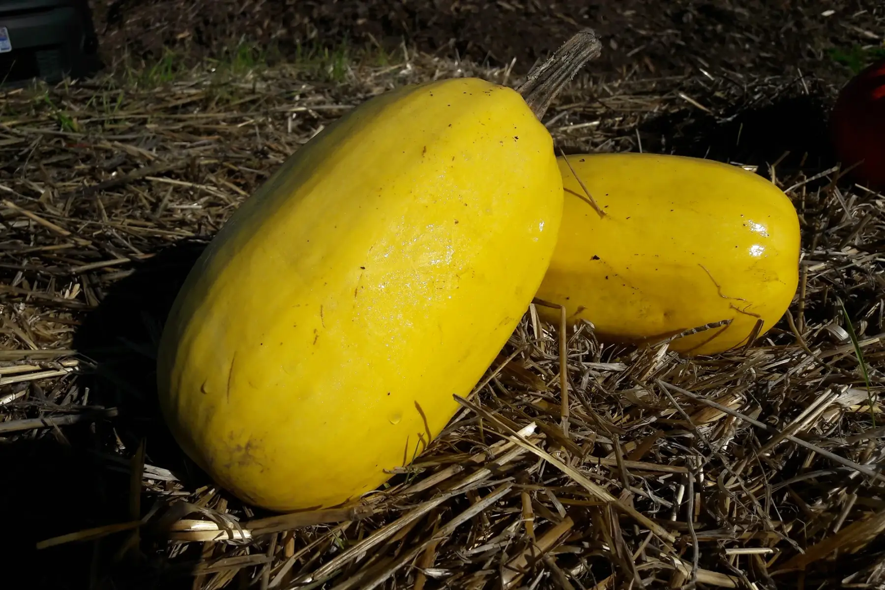 courge spaghetti