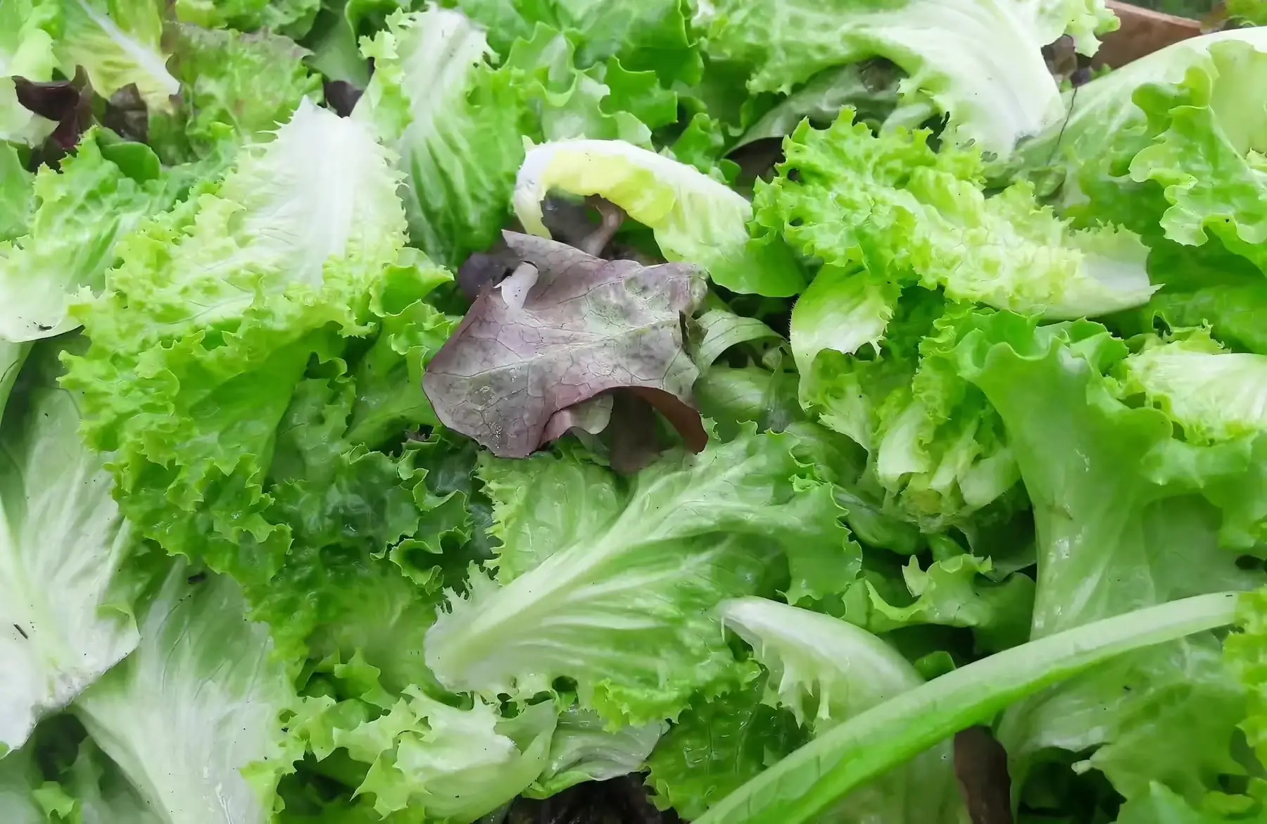mesclun salades portion 200gr