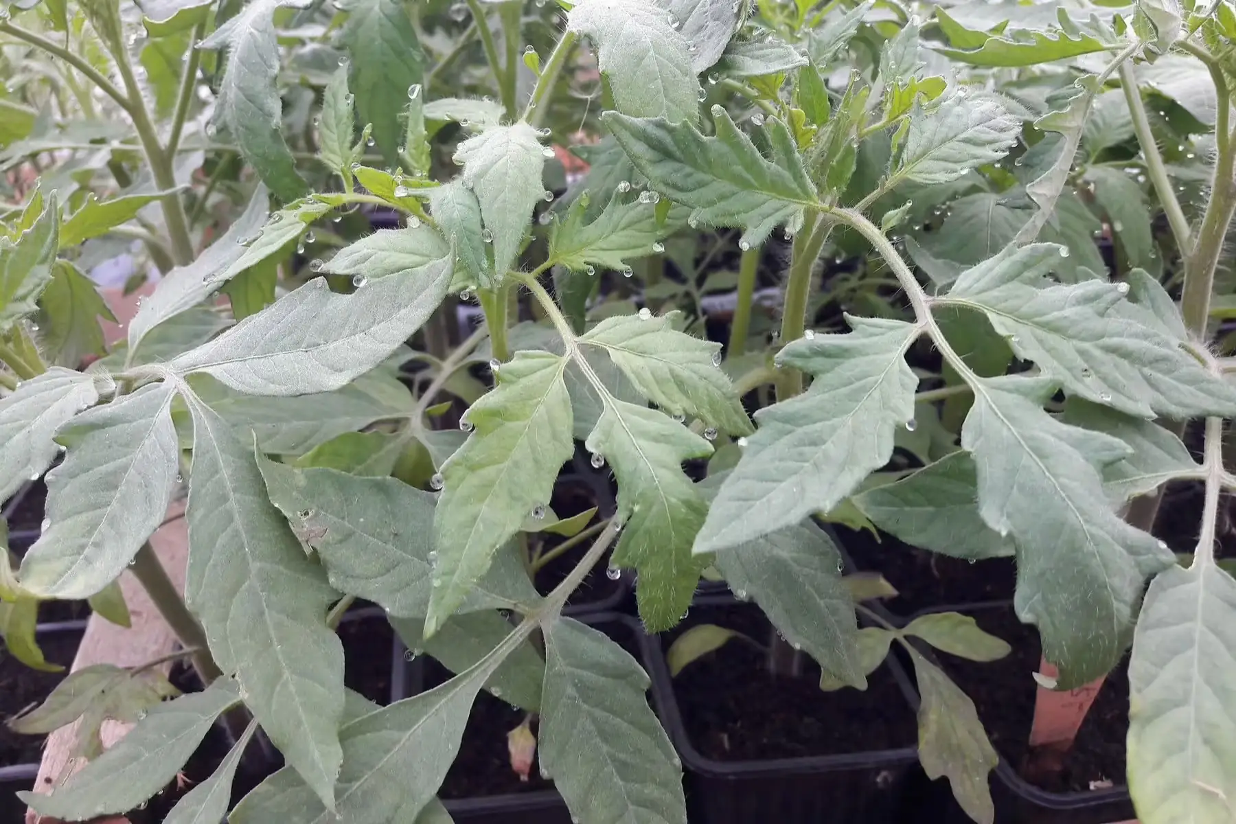 plant de tomate "noire de crimée"