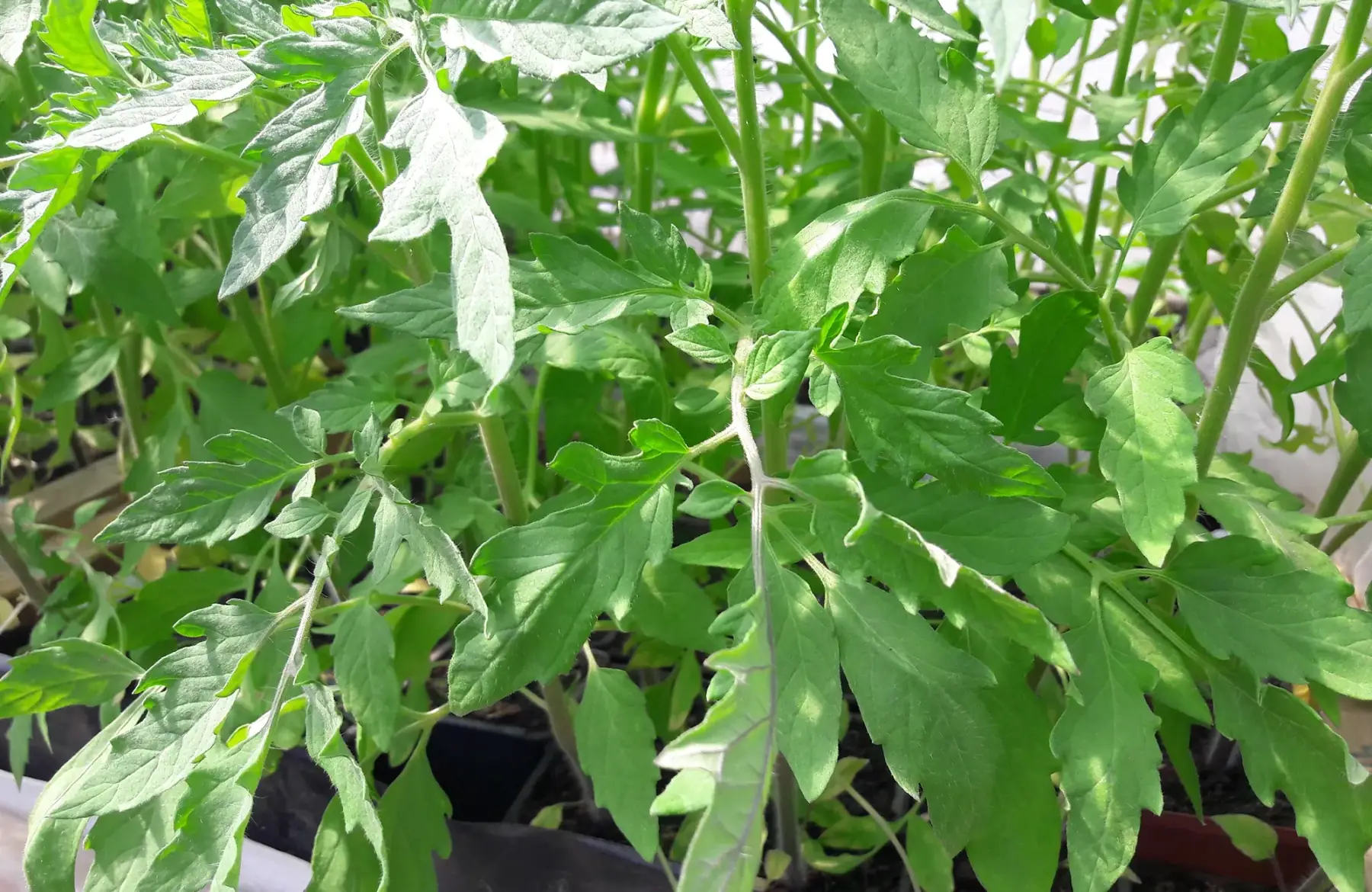 plant de tomate "grégory altai"