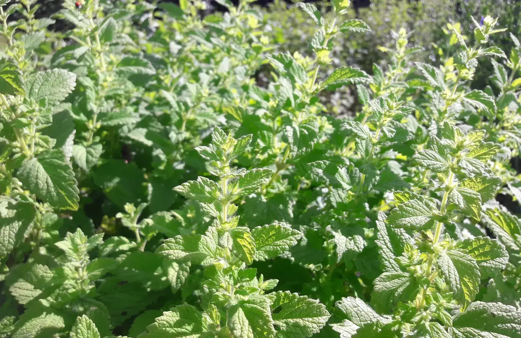 melisse officinale