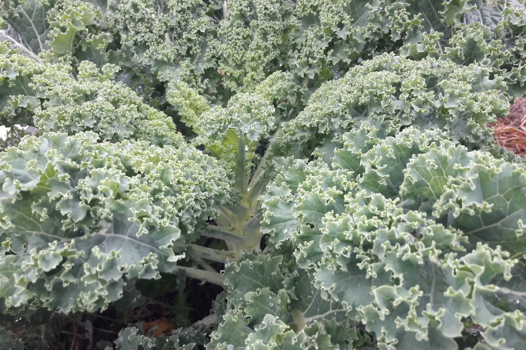 choux kale