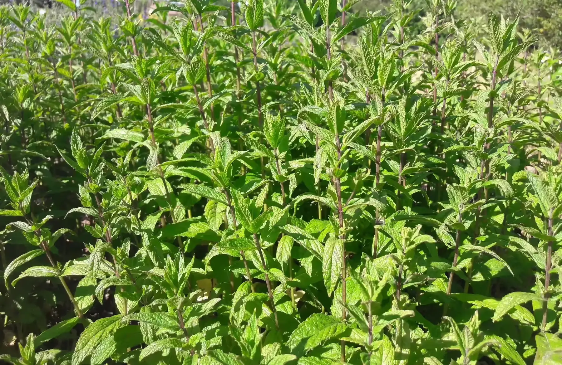 menthe