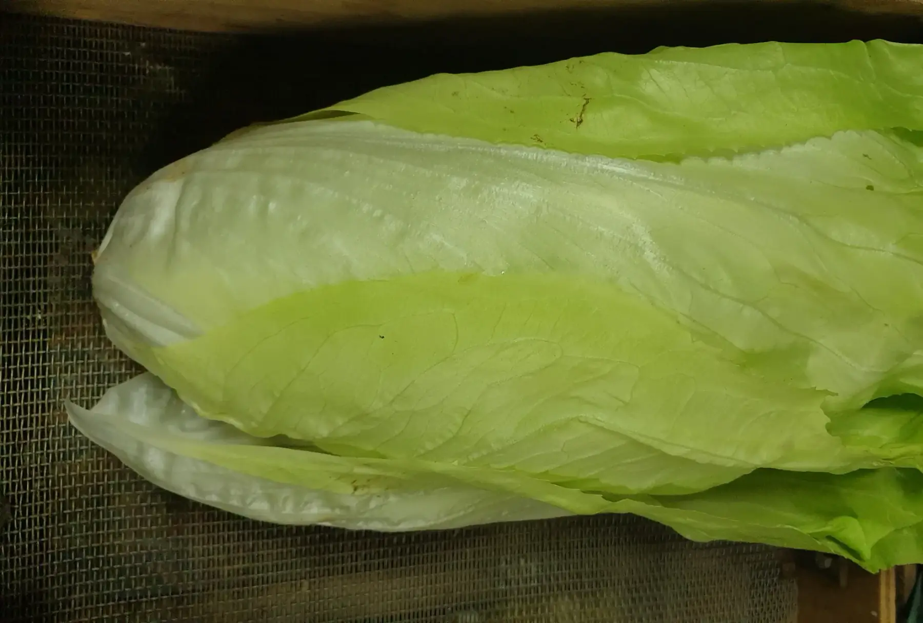 chicorée pain de sucre