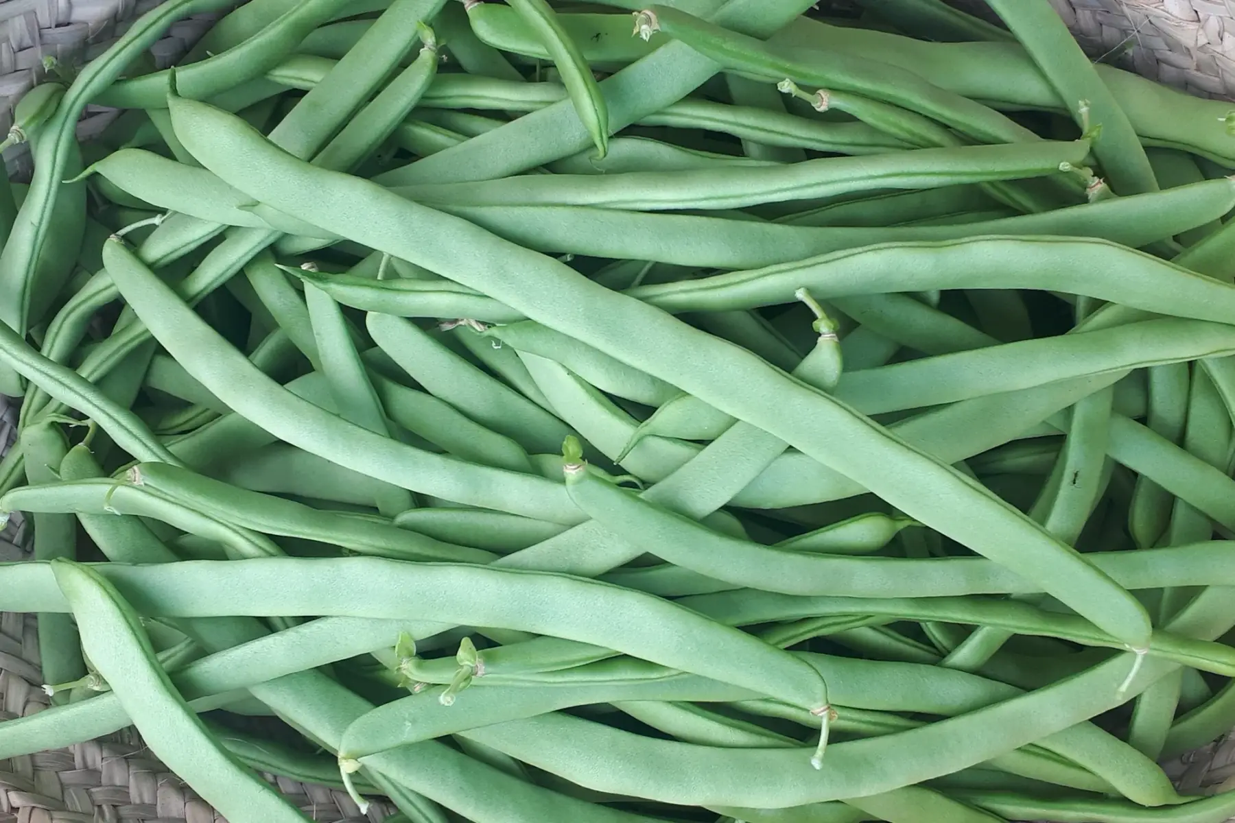haricots plats (mange-tout)