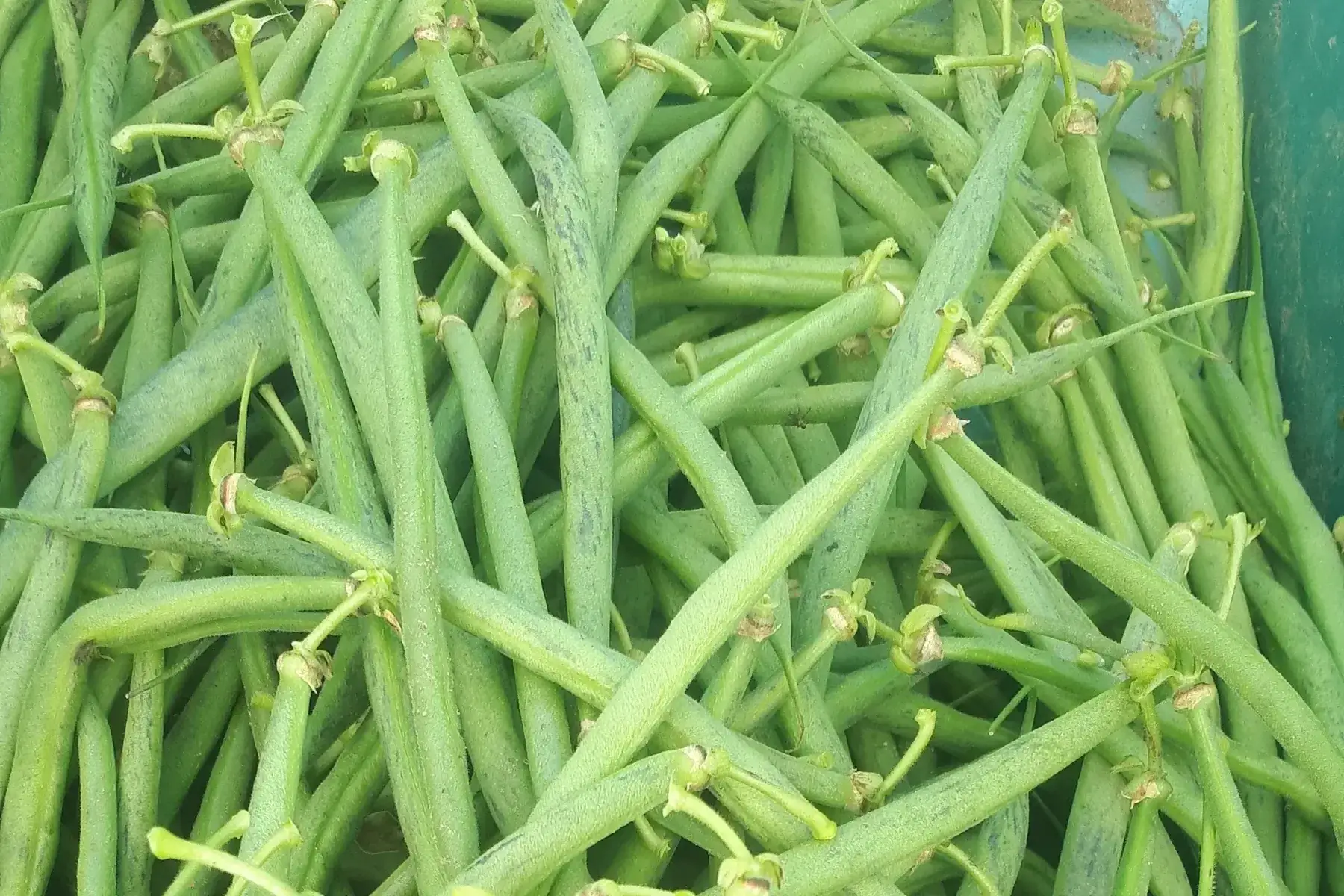 haricots verts