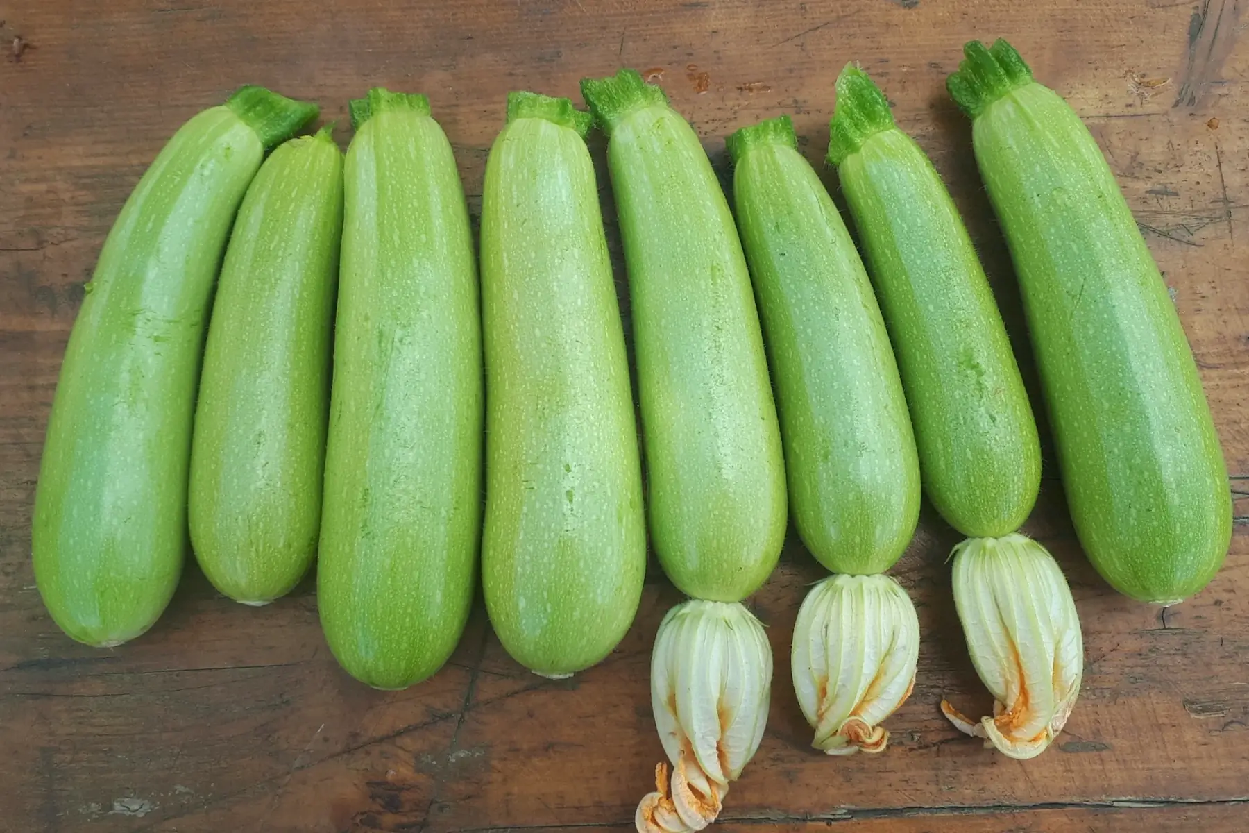 courgettes blanches
