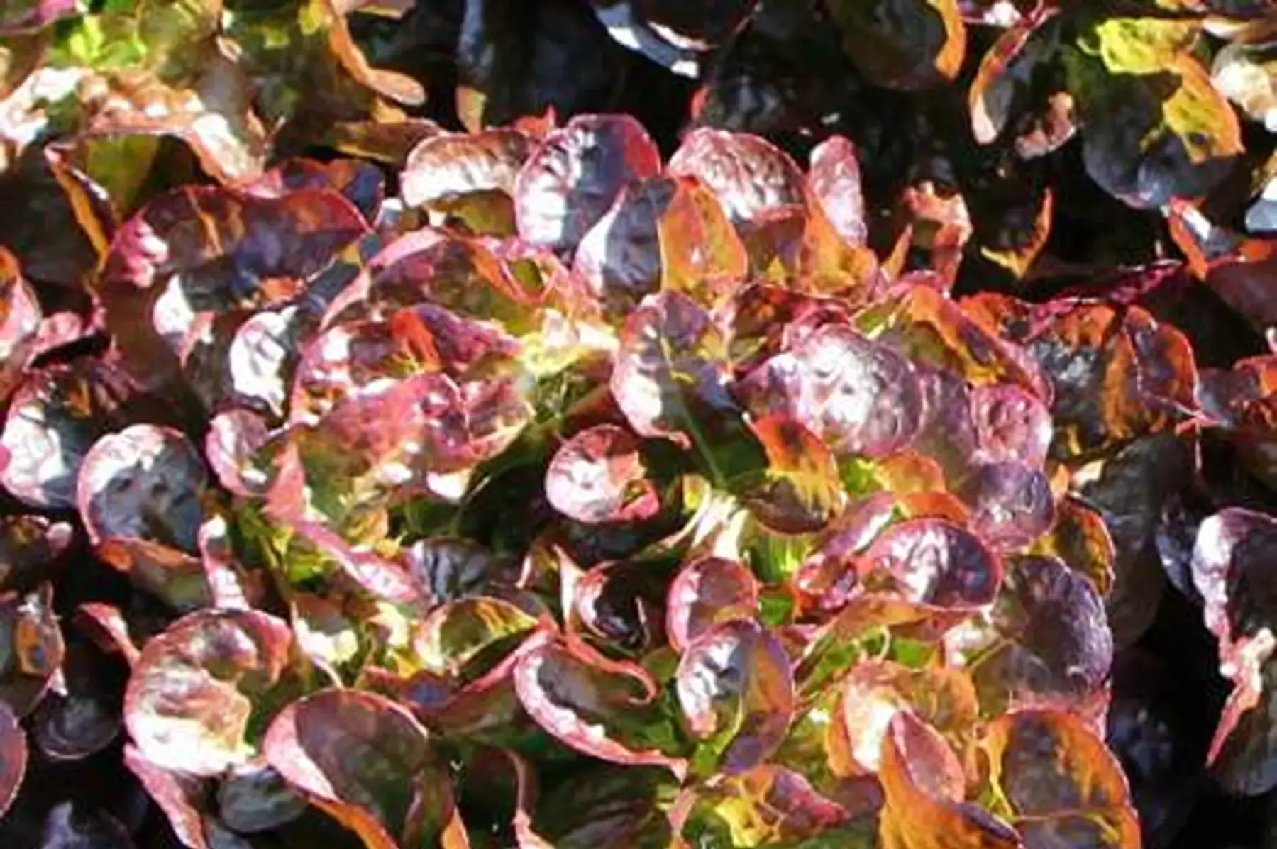 salade feuille de chêne rouge