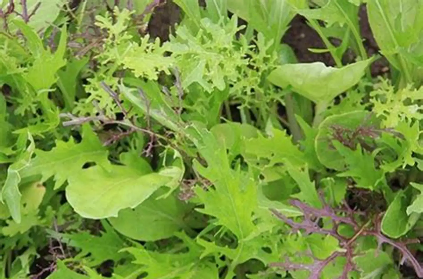 mesclun asiatique