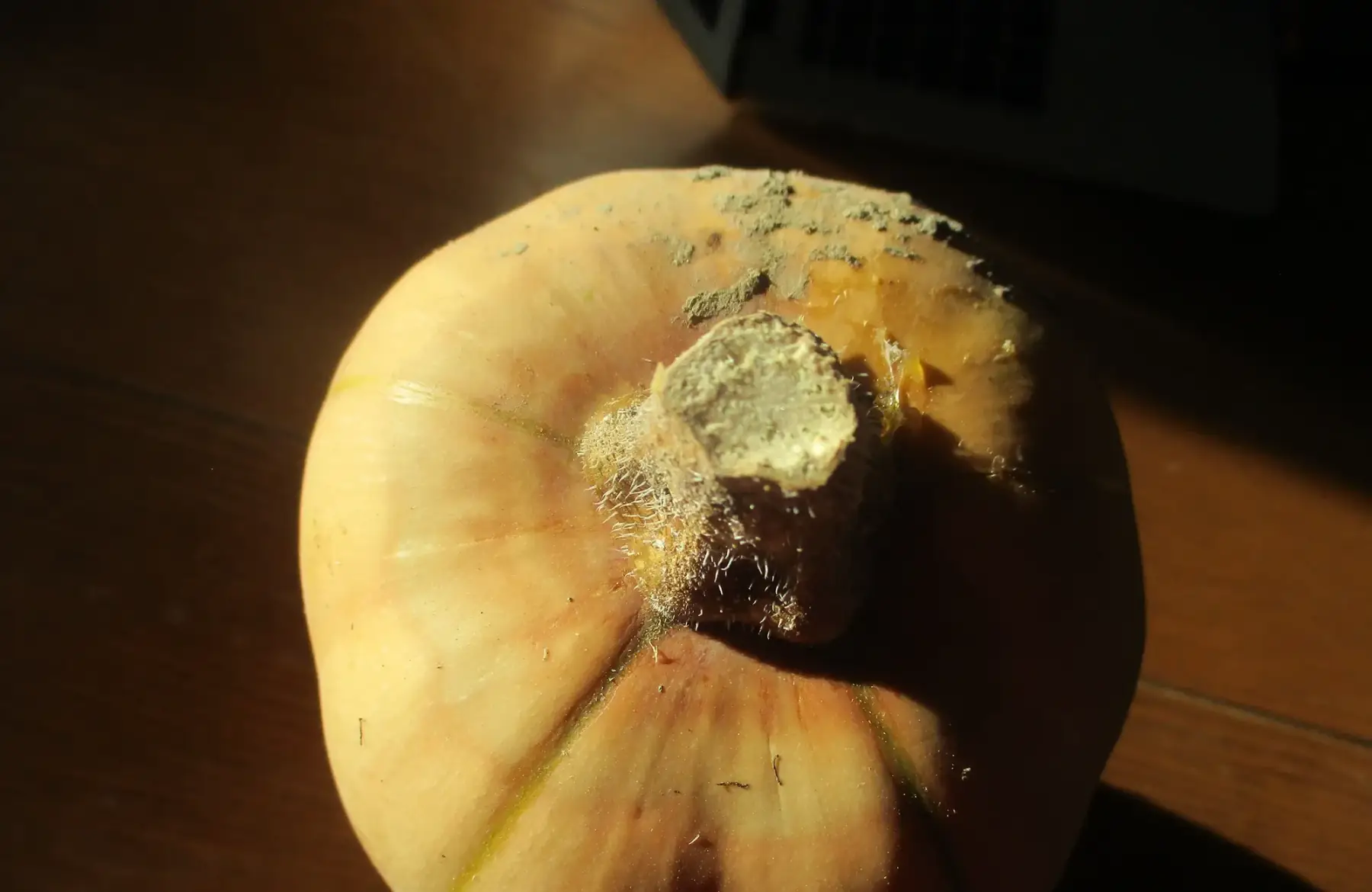 Courge butternut déclassée