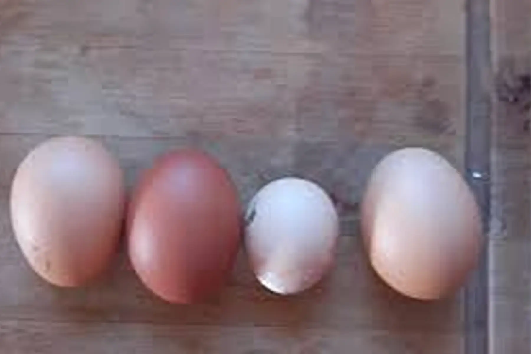 œufs plein air (non certifié agriculture biologique)