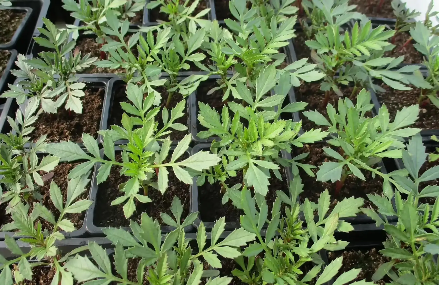 plant oeillet d'inde