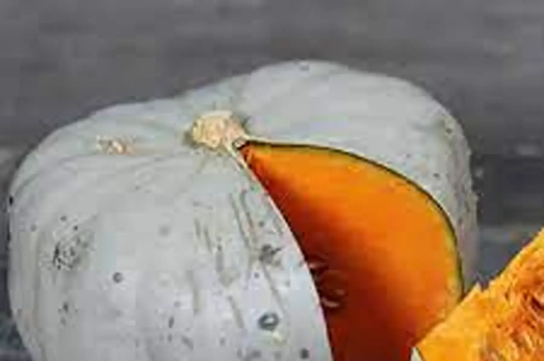 courge bleue de hongrie