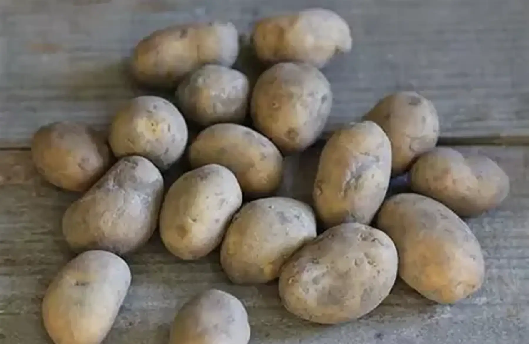 Pomme de terre Agria