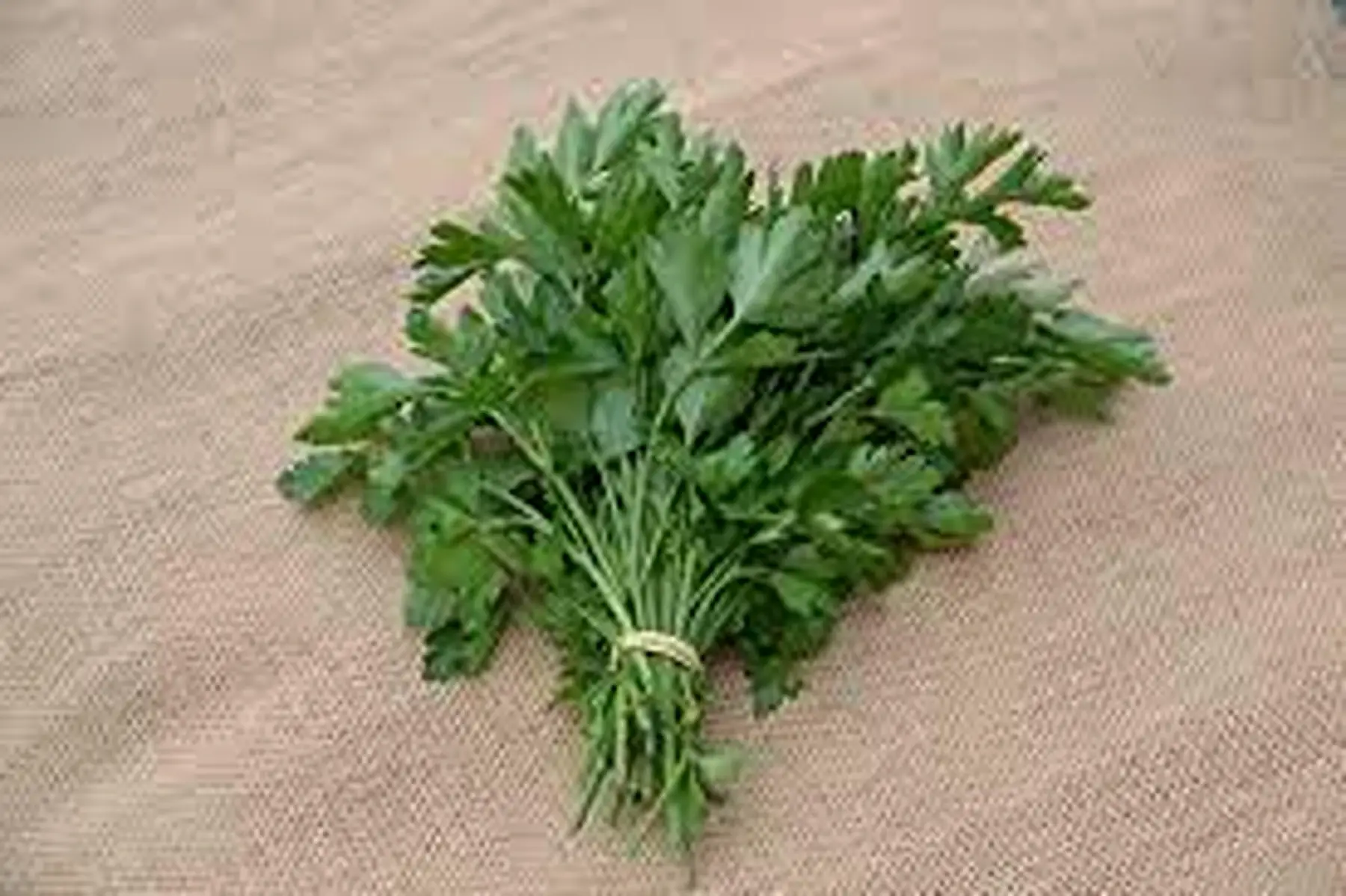 bouquet persil plat