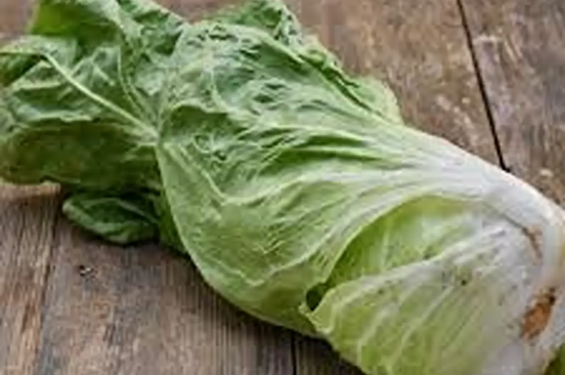 chicorée pain de sucre