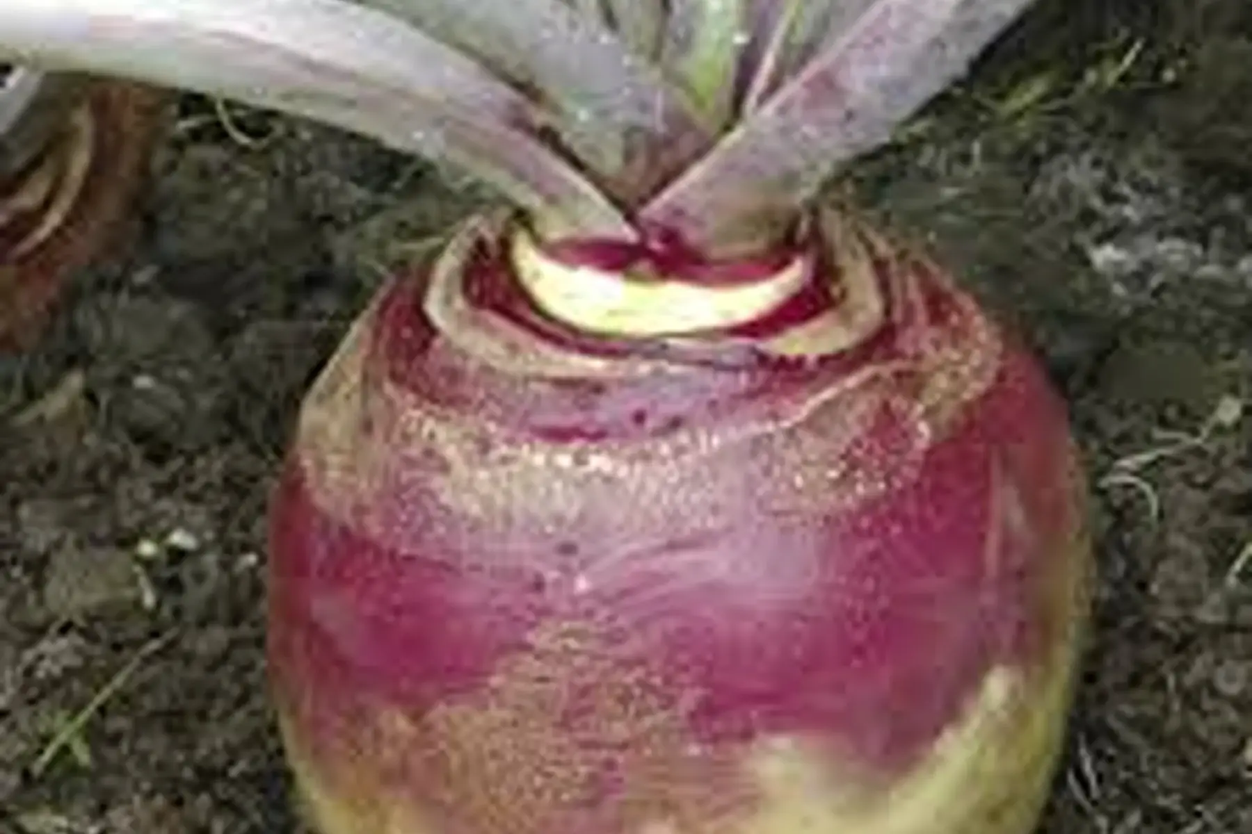 rutabaga
