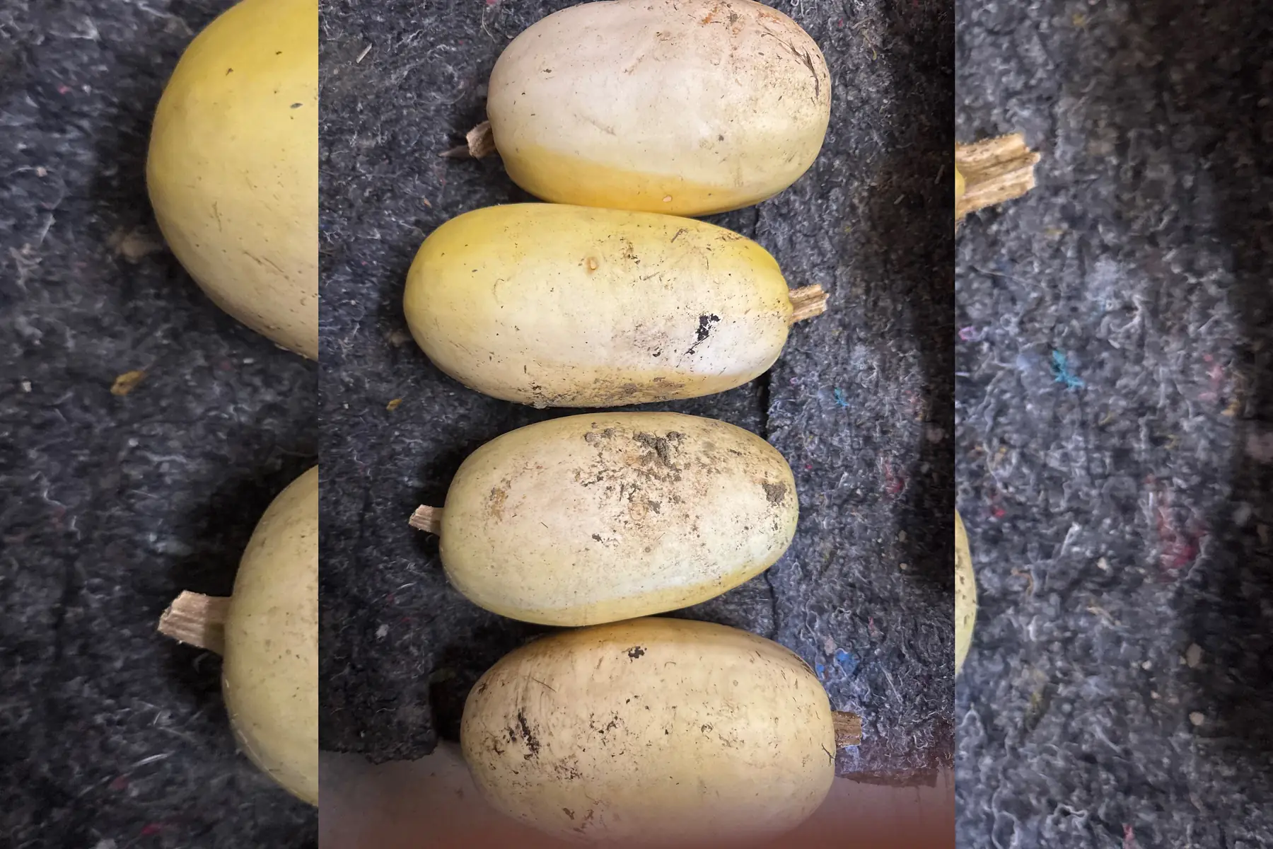 Courge Spaghetti 1kg200 environ