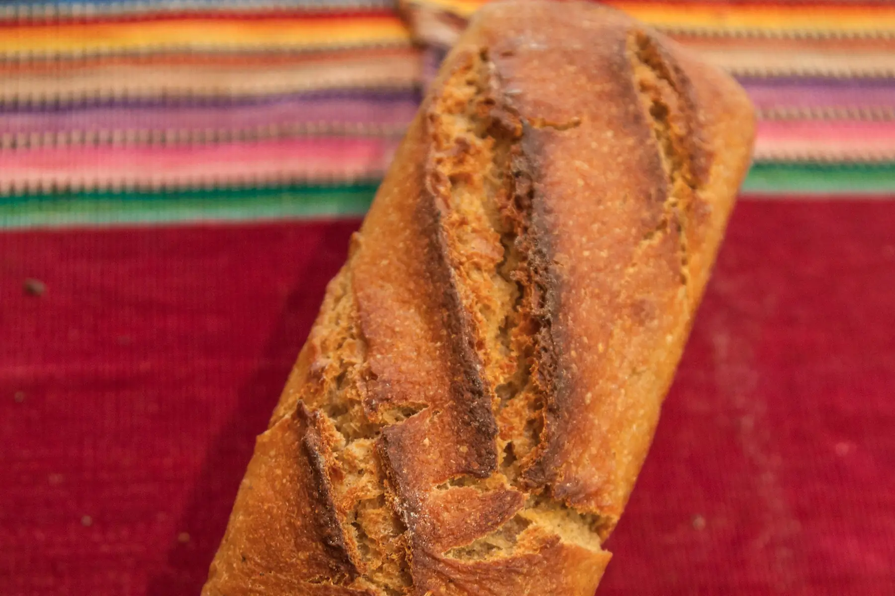 petit épeautre ou engrain