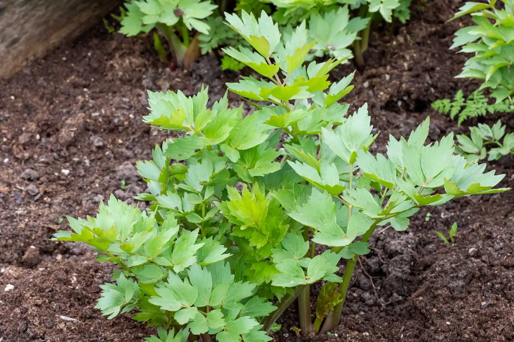 plant de livèche